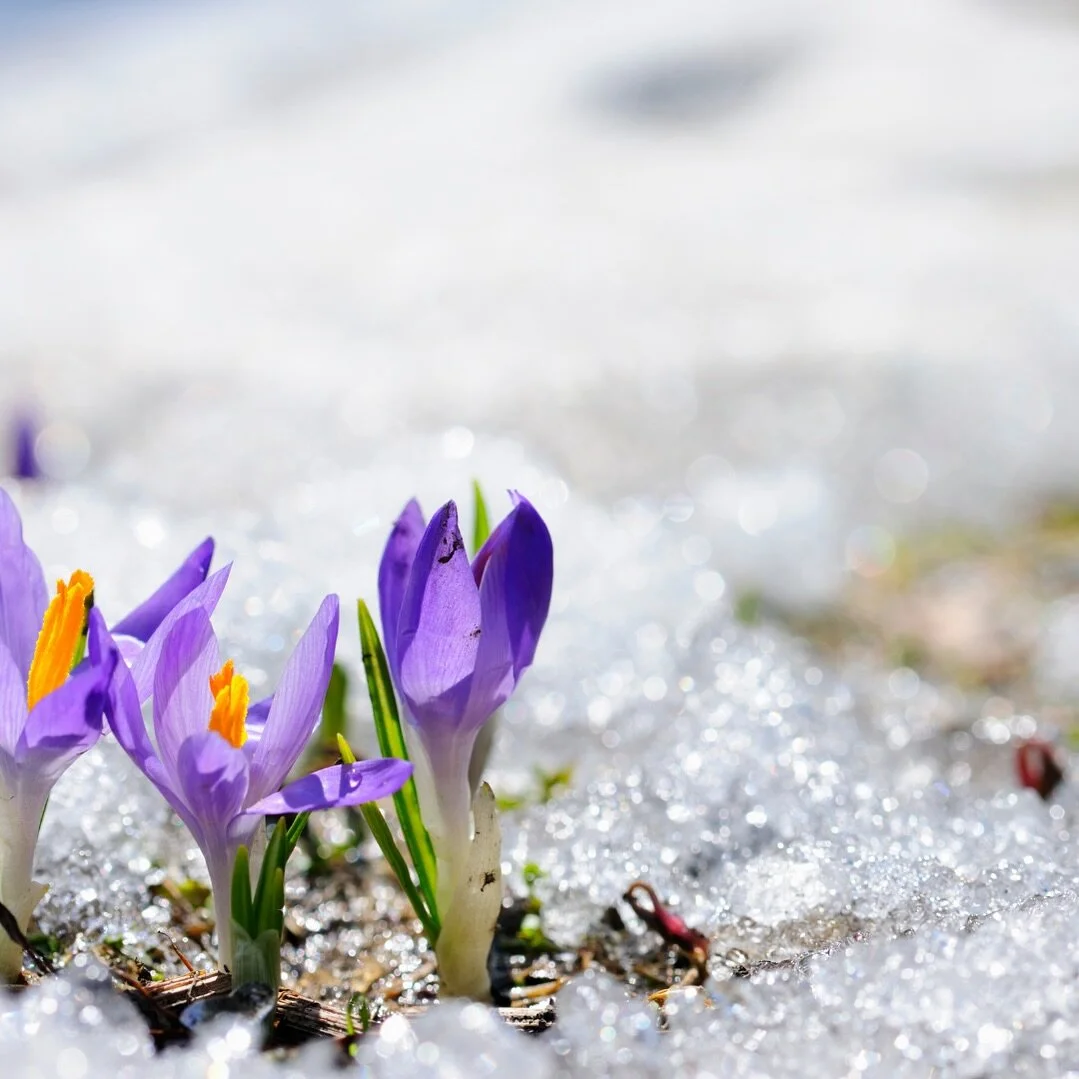 Embracing the wild journey of new beginnings and unexpected twists, just like the blooming of flowers. 

Community work mirrors life&rsquo;s unpredictability; it&rsquo;s about adapting, yet standing firm in your beliefs. In the face of challenges, re