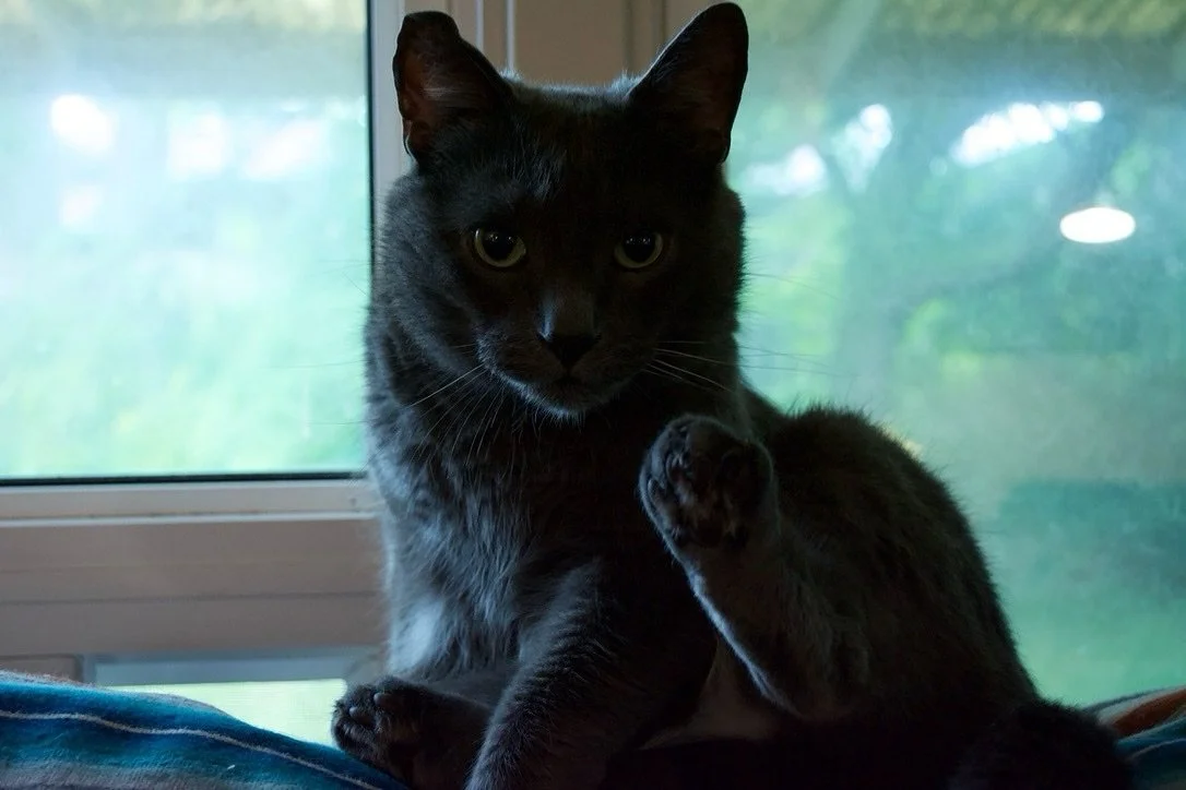This is Fred. He is in charge of self-care around here. He is very, very good at his job.

🤣

#happywednesday #wellnesswednesday #selfcarecheckin #mentalhealthmatters #takecareofyourself #preventburnout #worklifebalance #communitywork #communitysupp