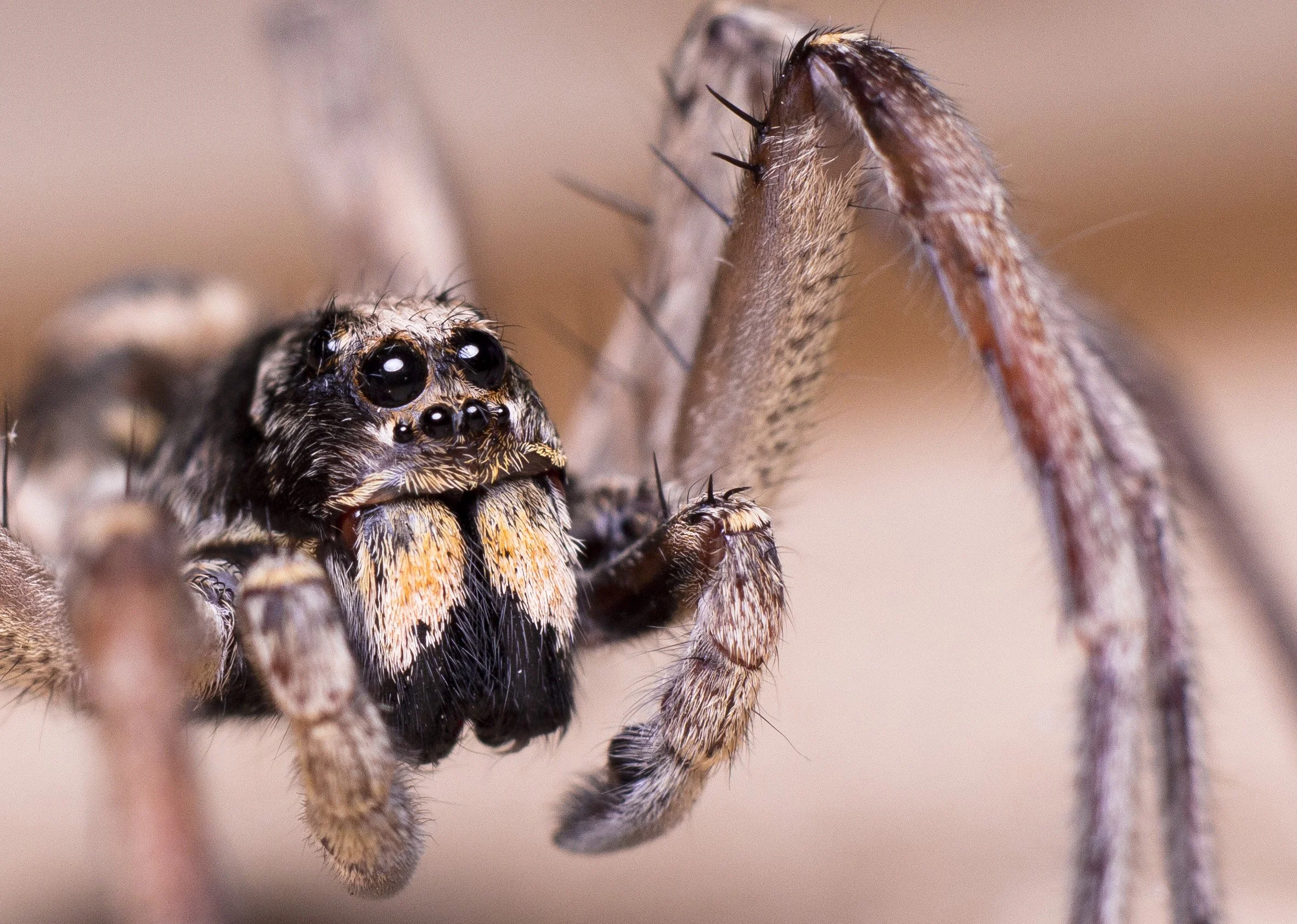 Wolf spider 2 crop.jpg