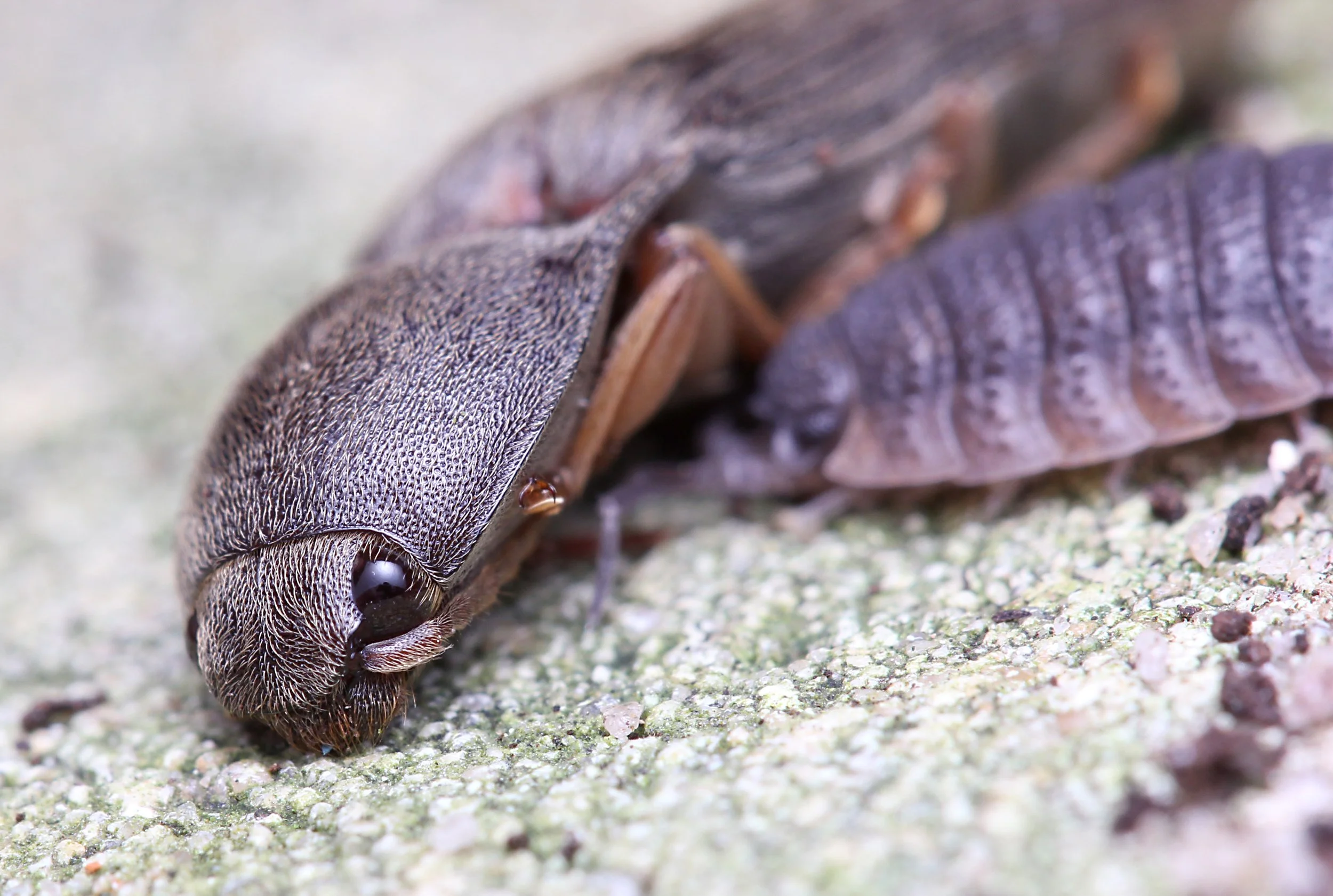 click bug and slater.jpg