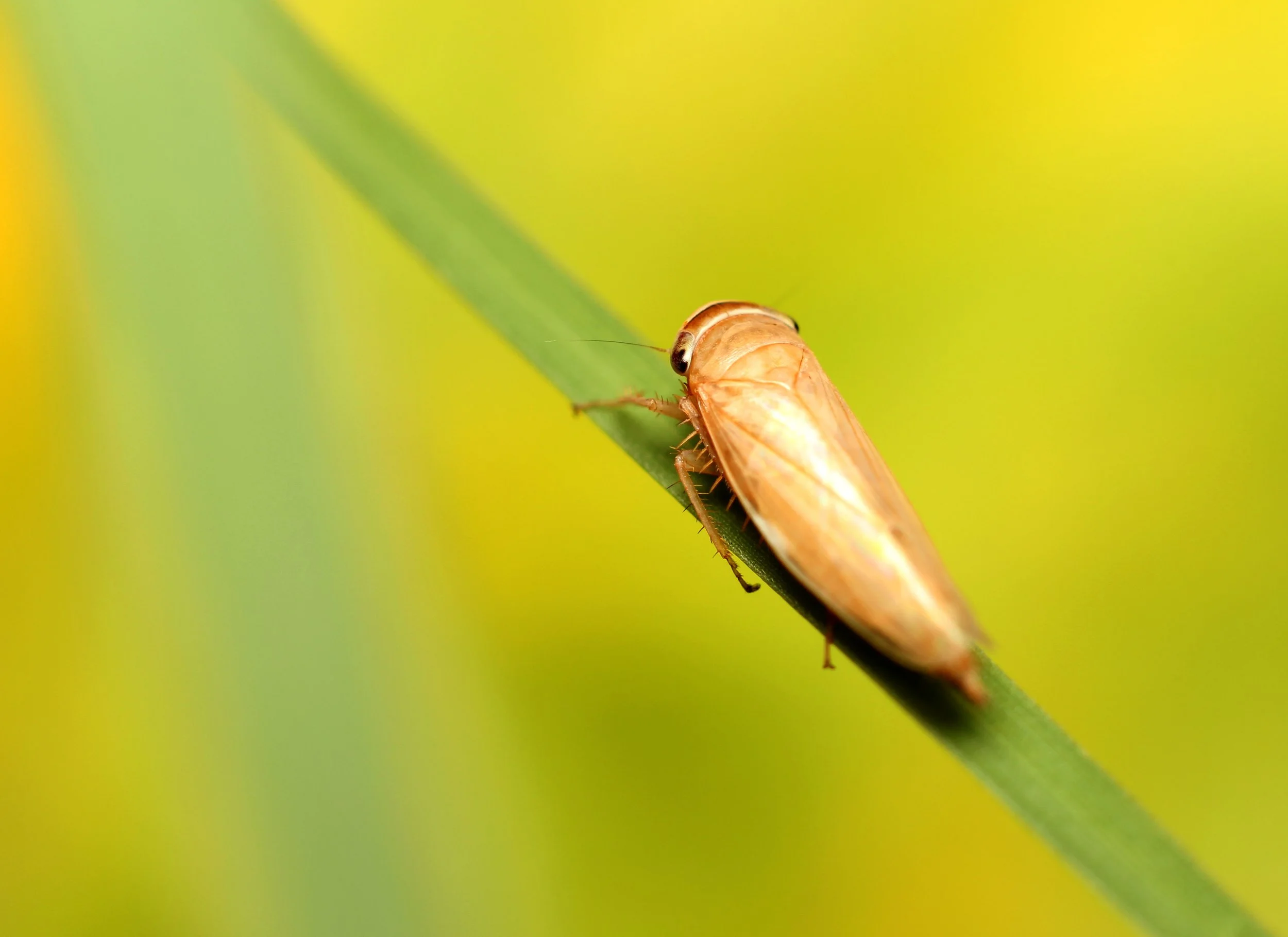 UnidentifiedBug1.jpg
