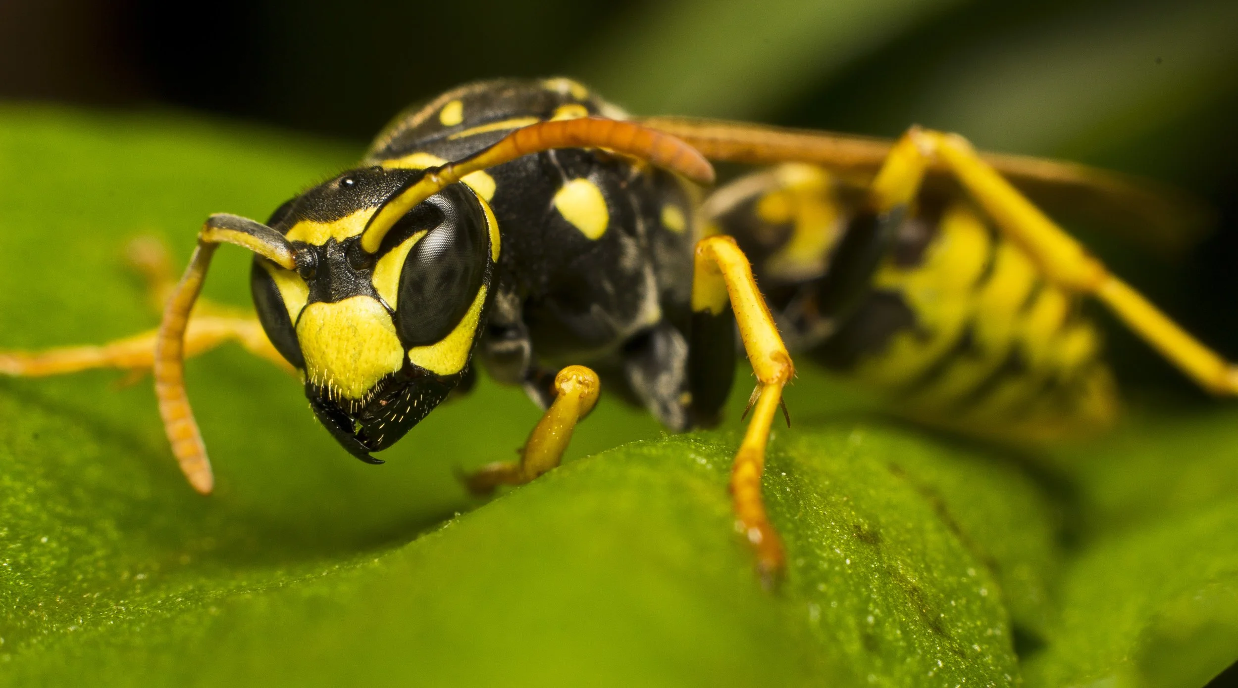 Wasp 1.jpg