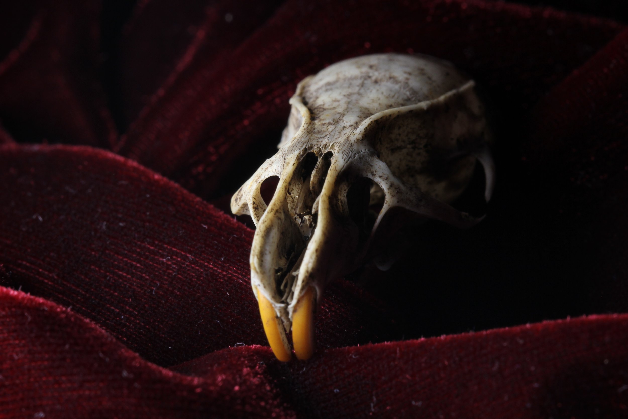 mouse skull dramatic.JPG