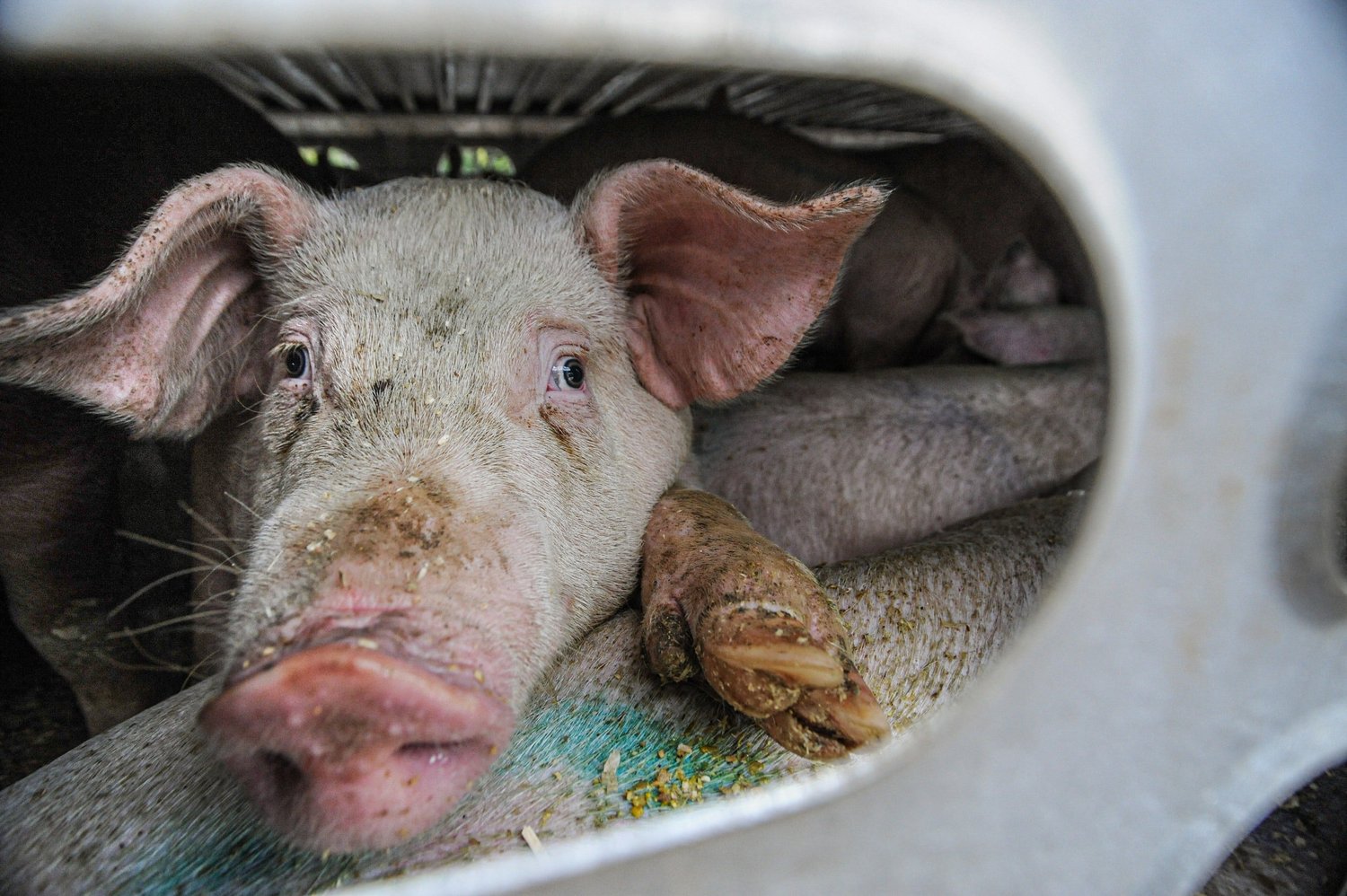 Factory farming — The Latest — Surge | Creative Non-Profit for Animal Rights
