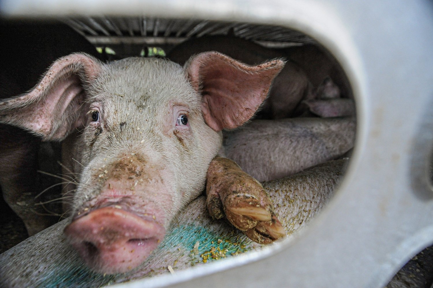 SCRAP — The Latest — Surge | Creative Non-Profit for Animal Rights SCRAP — The Latest — Surge | Creative Non-Profit for Animal Rights