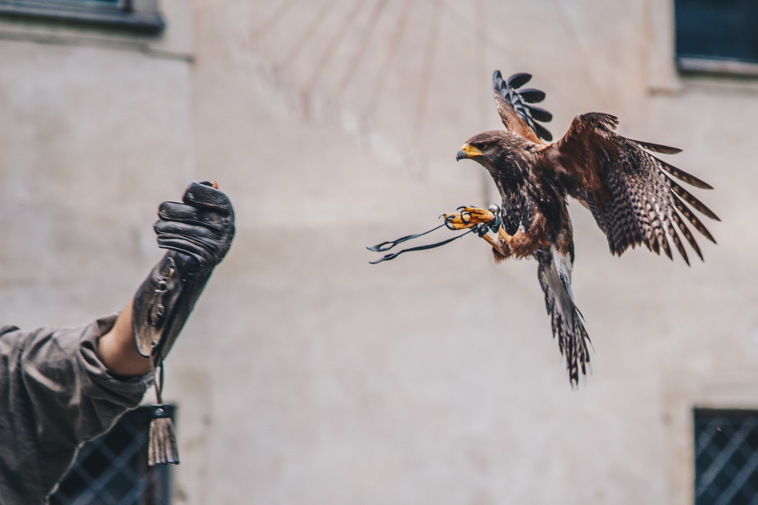 The British Bird of Prey Centre