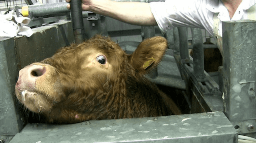 Farm animals — The Latest — Surge | Creative Non-Profit for Animal Rights