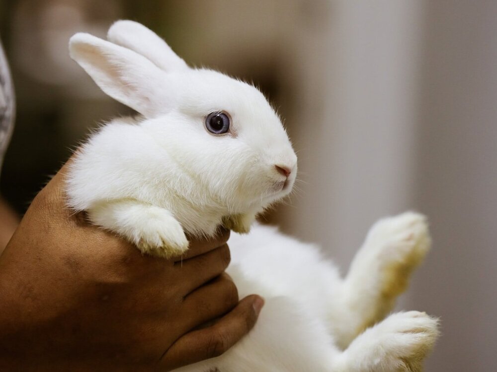 MPs say animal testing is holding back new treatments and push for reform — Surge | Creative Non-Profit for Animal Rights MPs say animal testing is holding back new treatments and push for reform — Surge | Creative Non-Profit for Animal Rights
