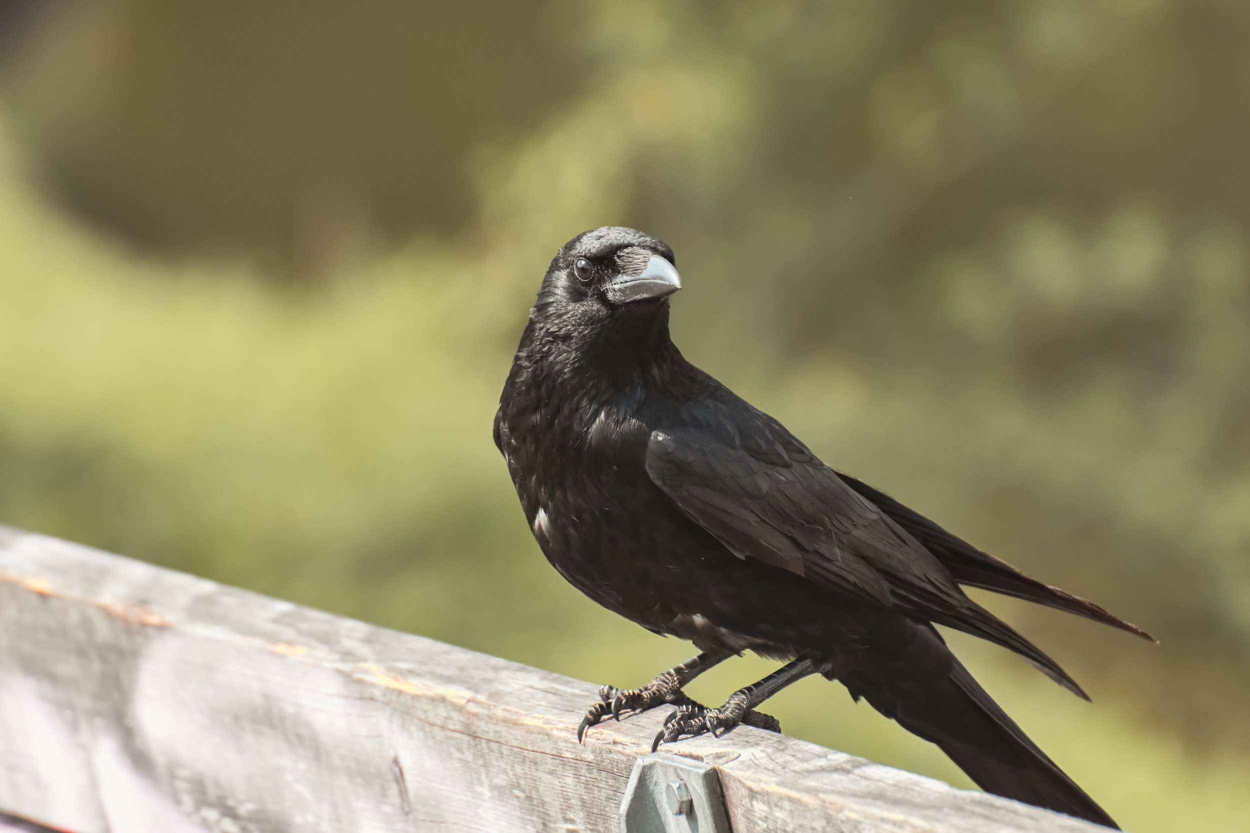Wild crows and magpies can now be shot so game birds can only be killed by  hunters — Surge | Creative Non-Profit for Animal Rights