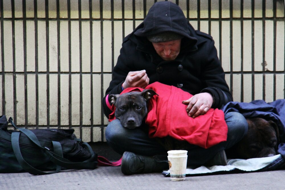 Homeless dog charity's pleas for London Emissions Zone exemption fall on  deaf ears — Surge | Creative Non-Profit for Animal Rights
