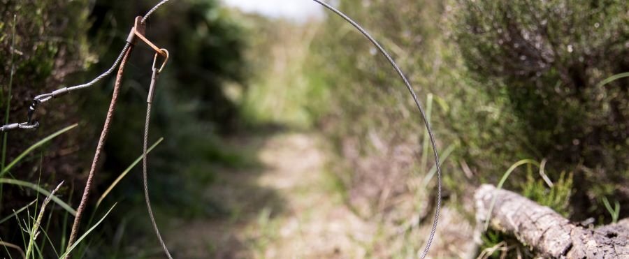 Call to action: ban the use of free-running snares — Surge