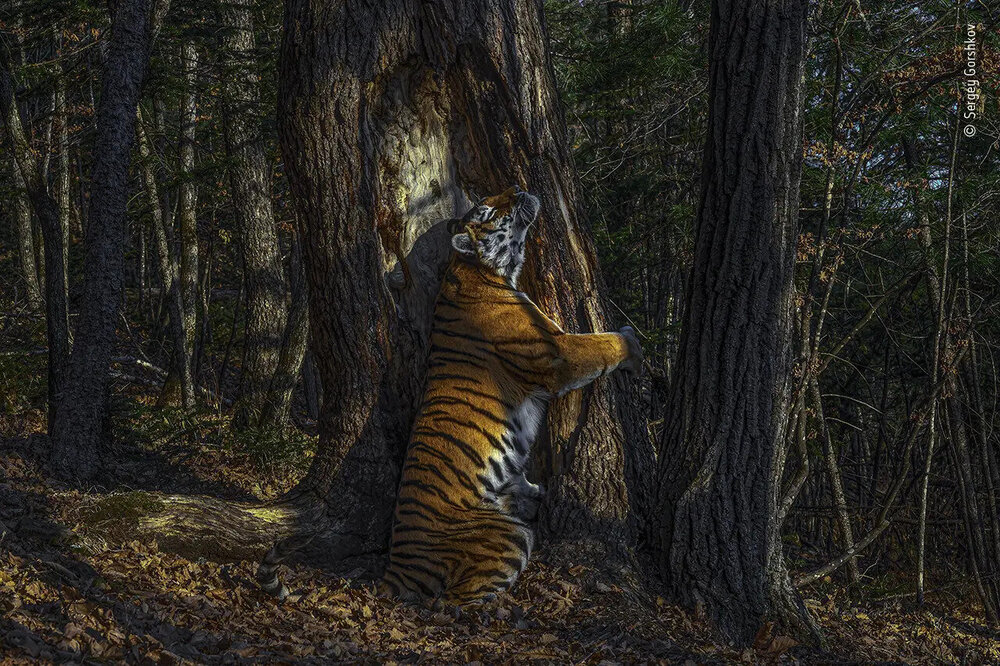 Celebrating World Animal Day: award-winning animal photos from the past year — Surge | Creative Non-Profit for Animal Rights Celebrating World Animal Day: award-winning animal photos from the past year — Surge | Creative Non-Profit for Animal Rights