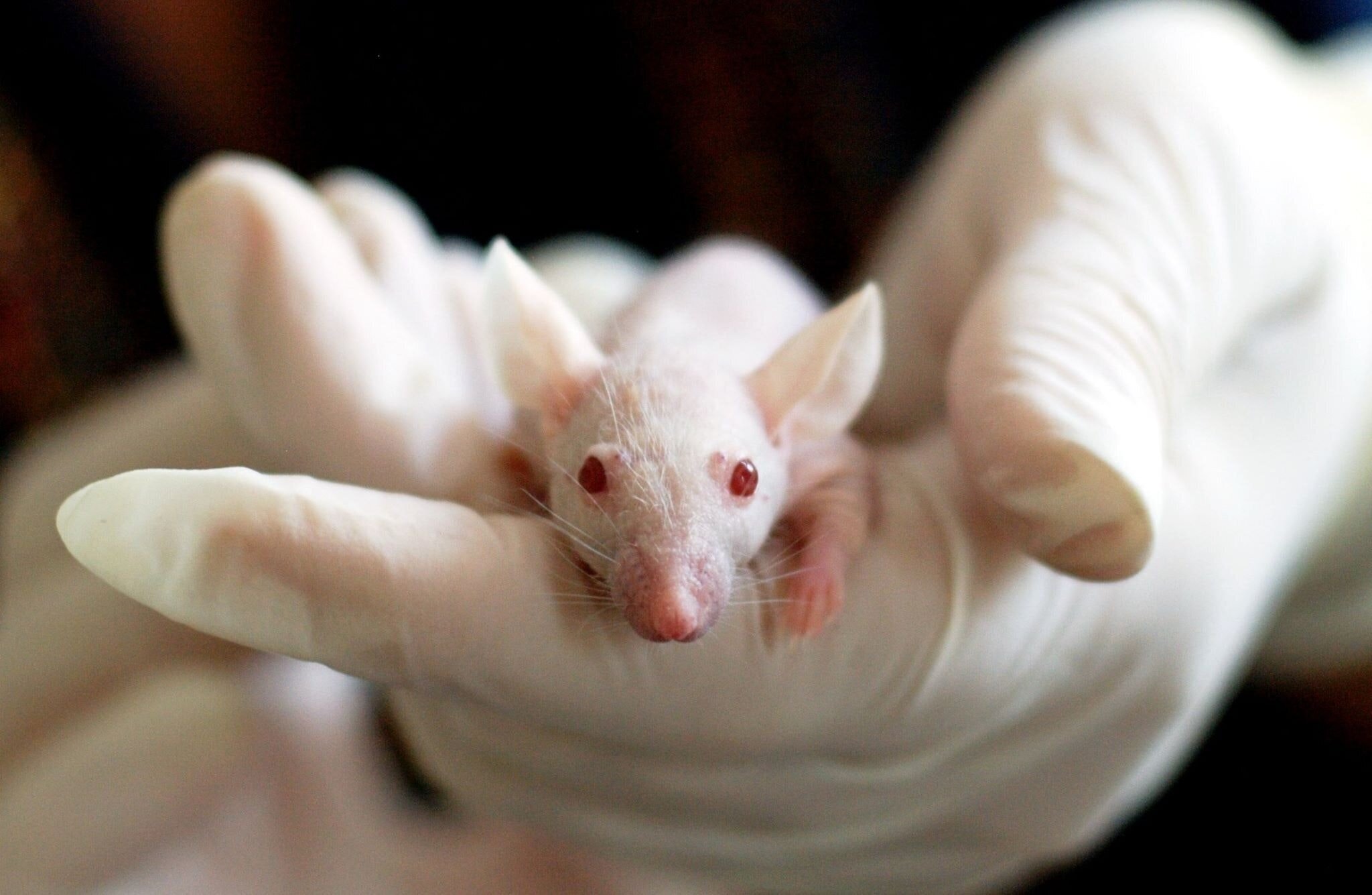 What is pharmaceutical animal testing and how does it work in the UK? —  Surge | Creative Non-Profit for Animal Rights