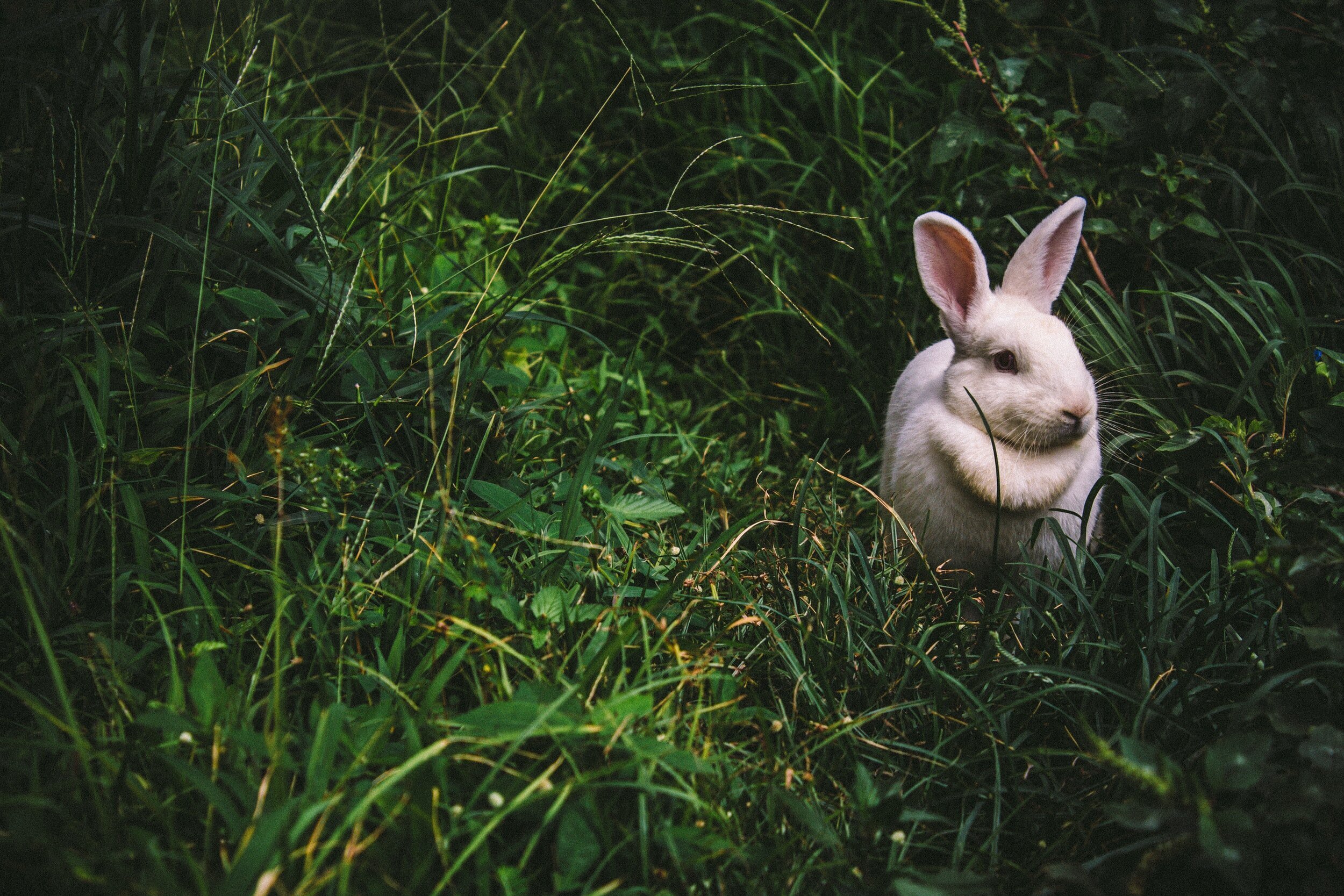 Is animal testing for cosmetics returning to the UK? Everything we know —  Surge | Creative Non-Profit for Animal Rights