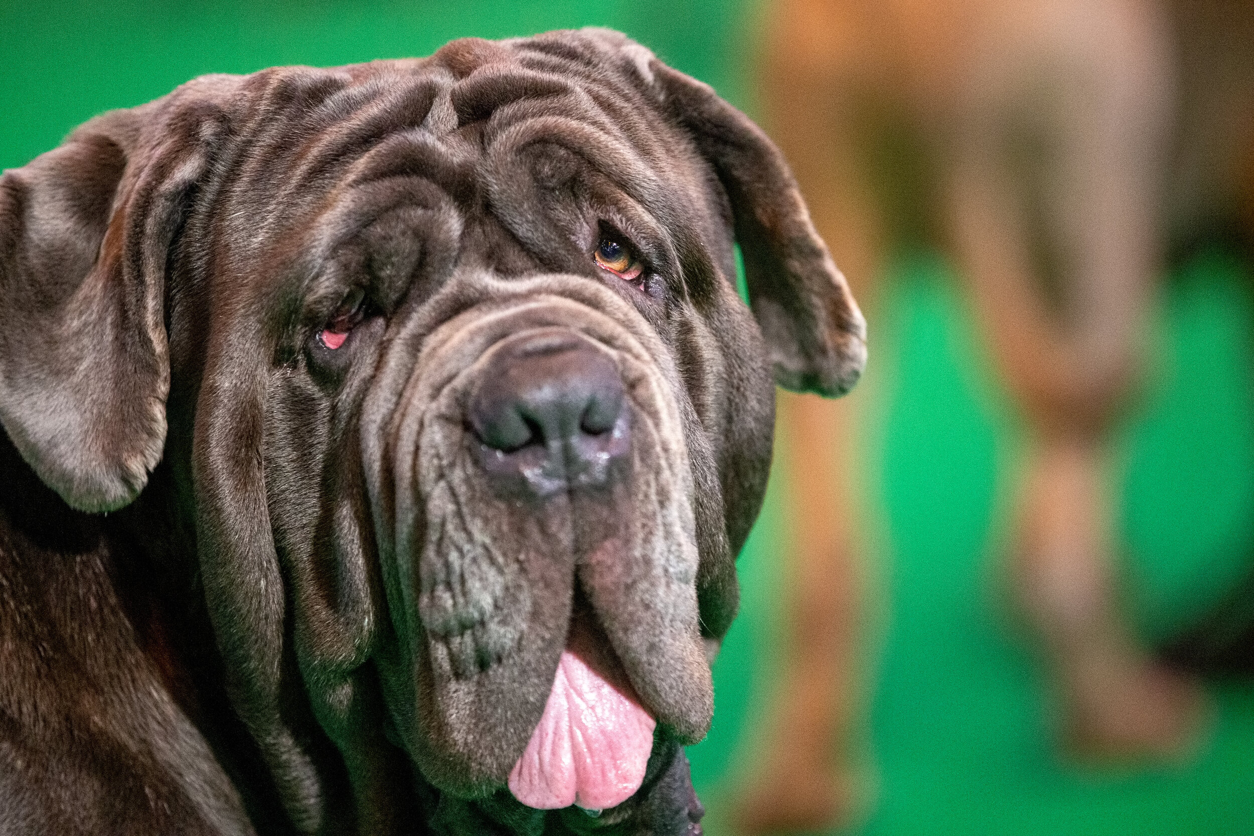 Crufts may be cancelled, but if we love dogs, we need to stop buying them — Surge | Creative Non-Profit for Animal Rights Crufts may be cancelled, but if we love dogs, we need to stop buying them — Surge | Creative Non-Profit for Animal Rights