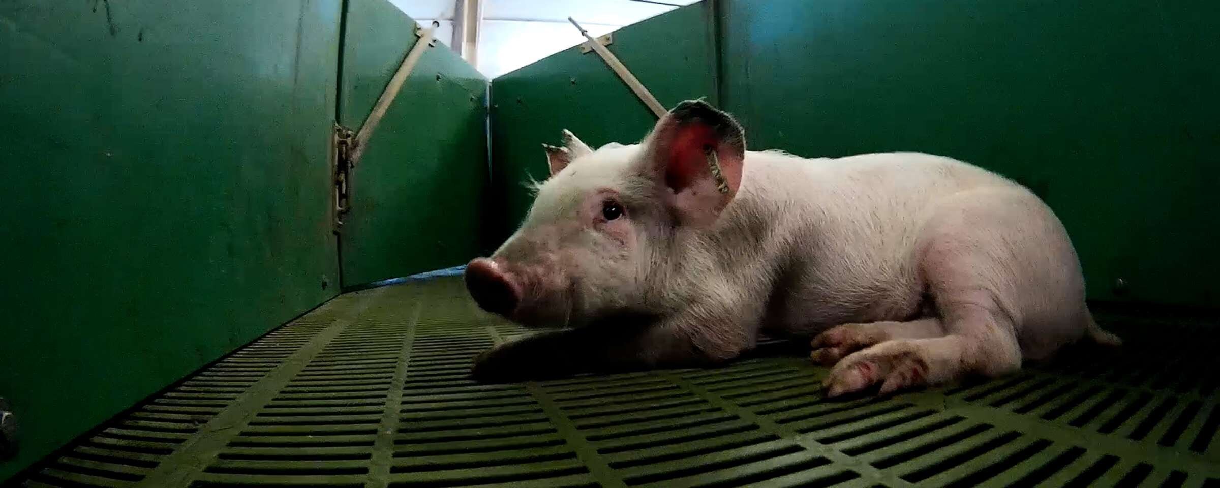 Foran dig prangende kimplante Pigs hammered to death at a farm owned by 'Quality Meat Scotland' chairman  — Surge | Creative Non-Profit for Animal Rights
