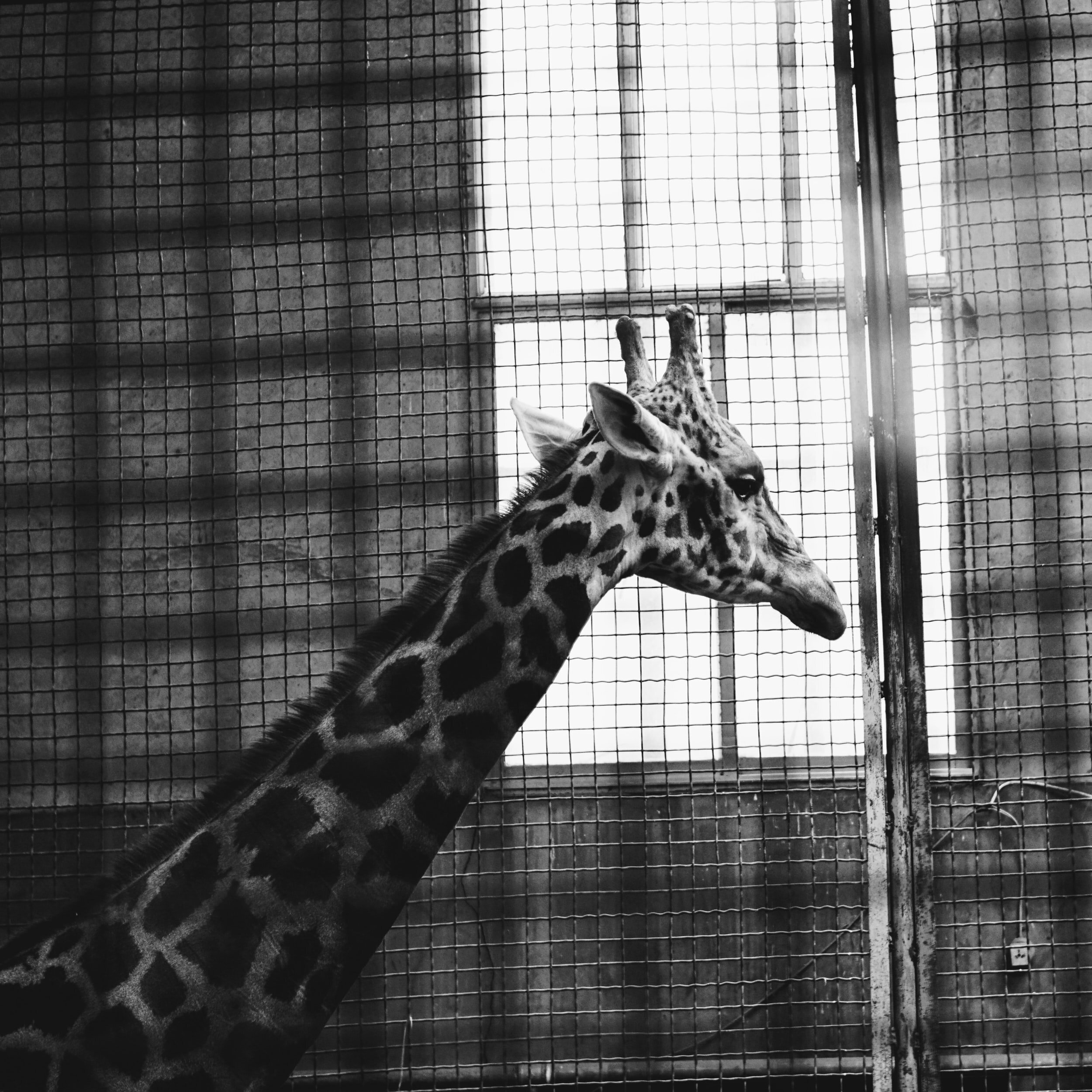 London Zoo is in trouble… should we let it fail? — Surge | Creative  Non-Profit for Animal Rights