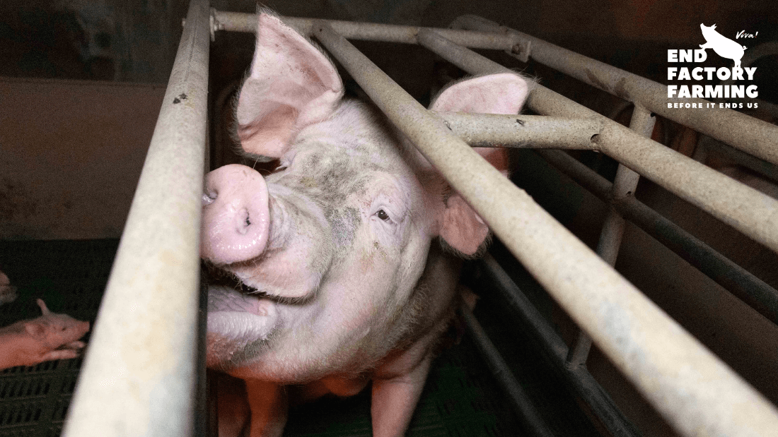 End factory farming before it ends us — Surge | Creative Non-Profit for  Animal Rights
