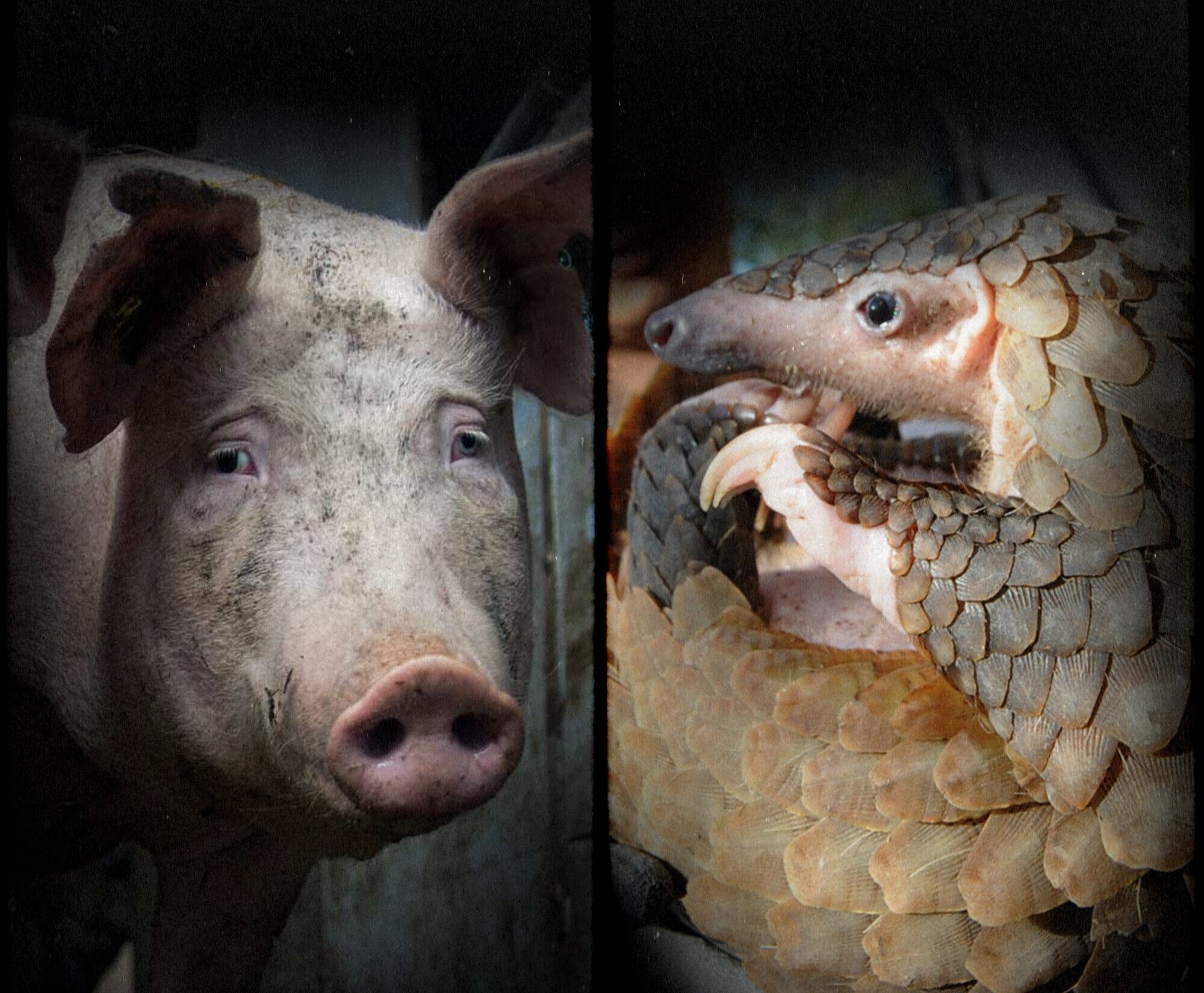 New Surge Media Campaign Surpasses 1.6 Million Views 