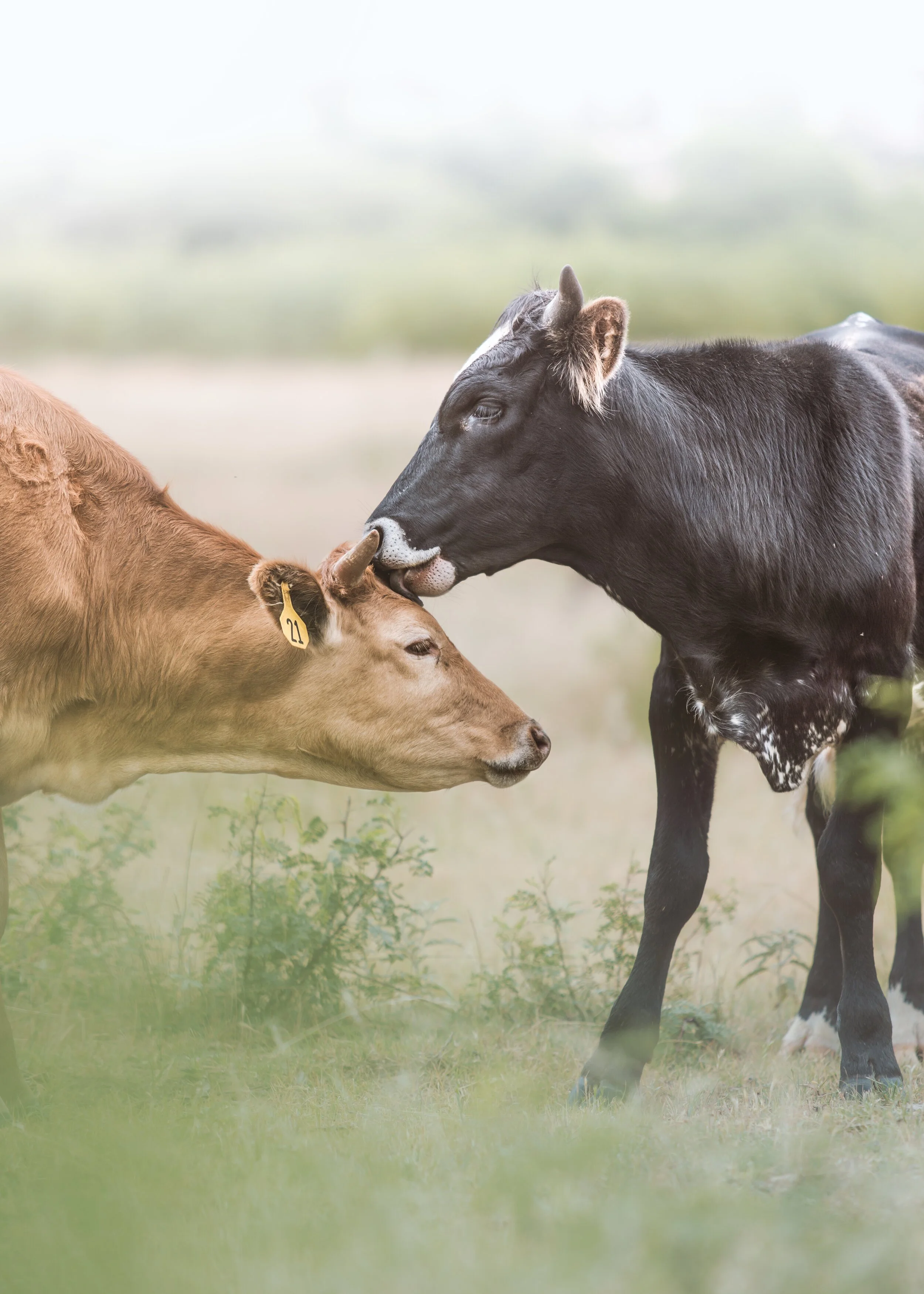 Dismantle Dairy Hits Over 1 Million Views in Under One Week