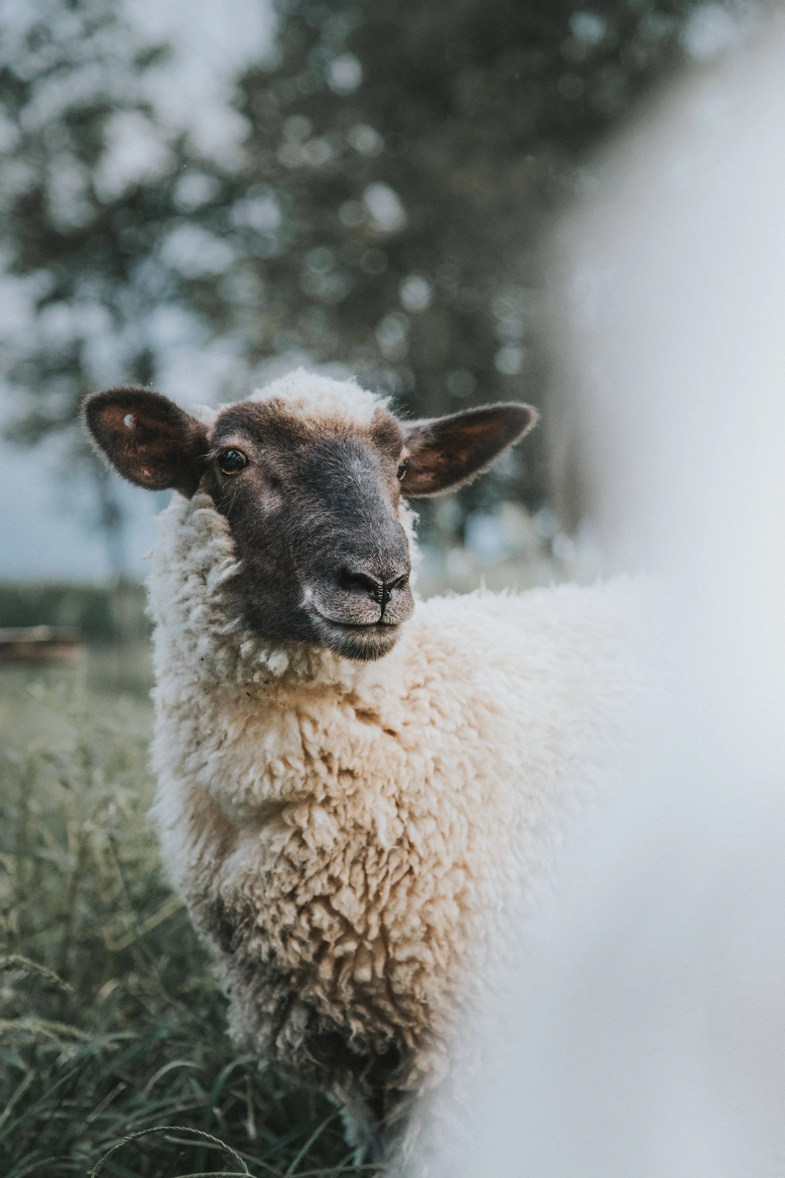 Surge Campaigning C.I.C. update