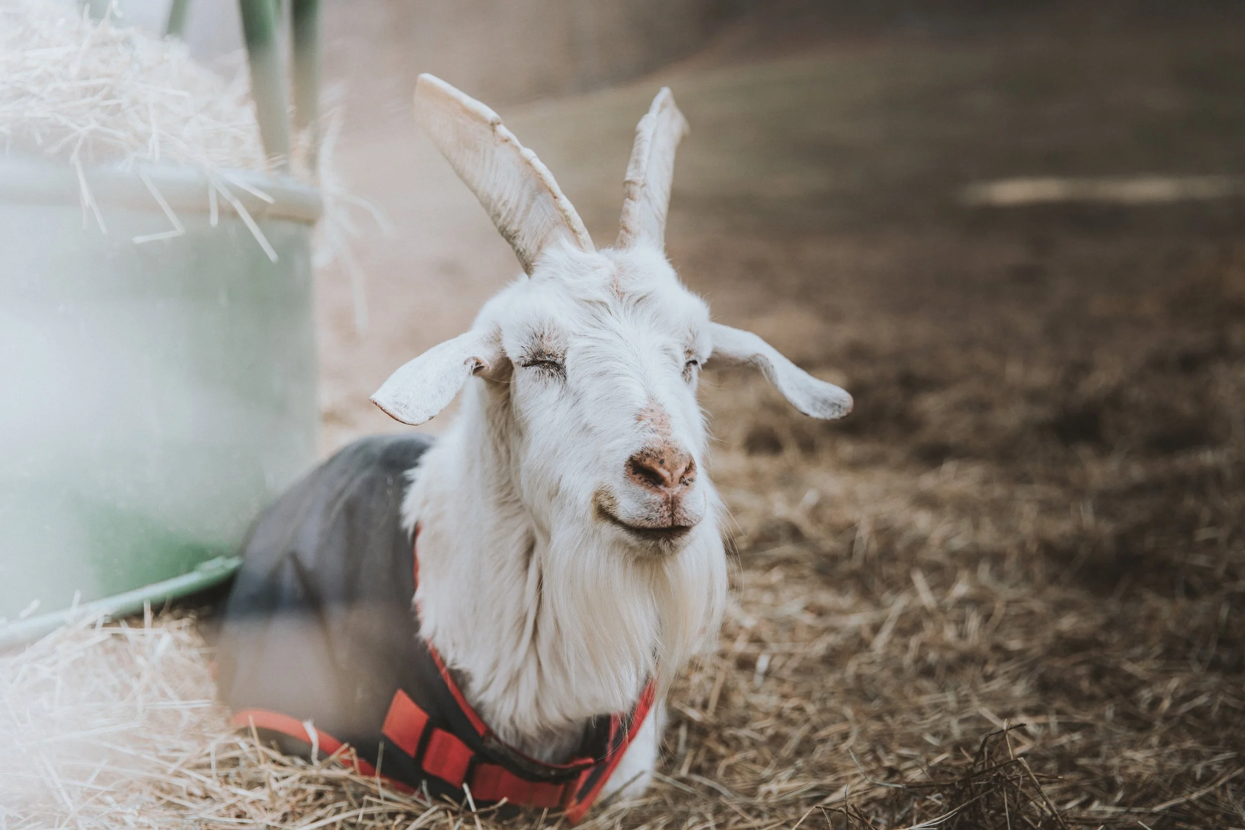 Surge Charity Application 2019 Update #2