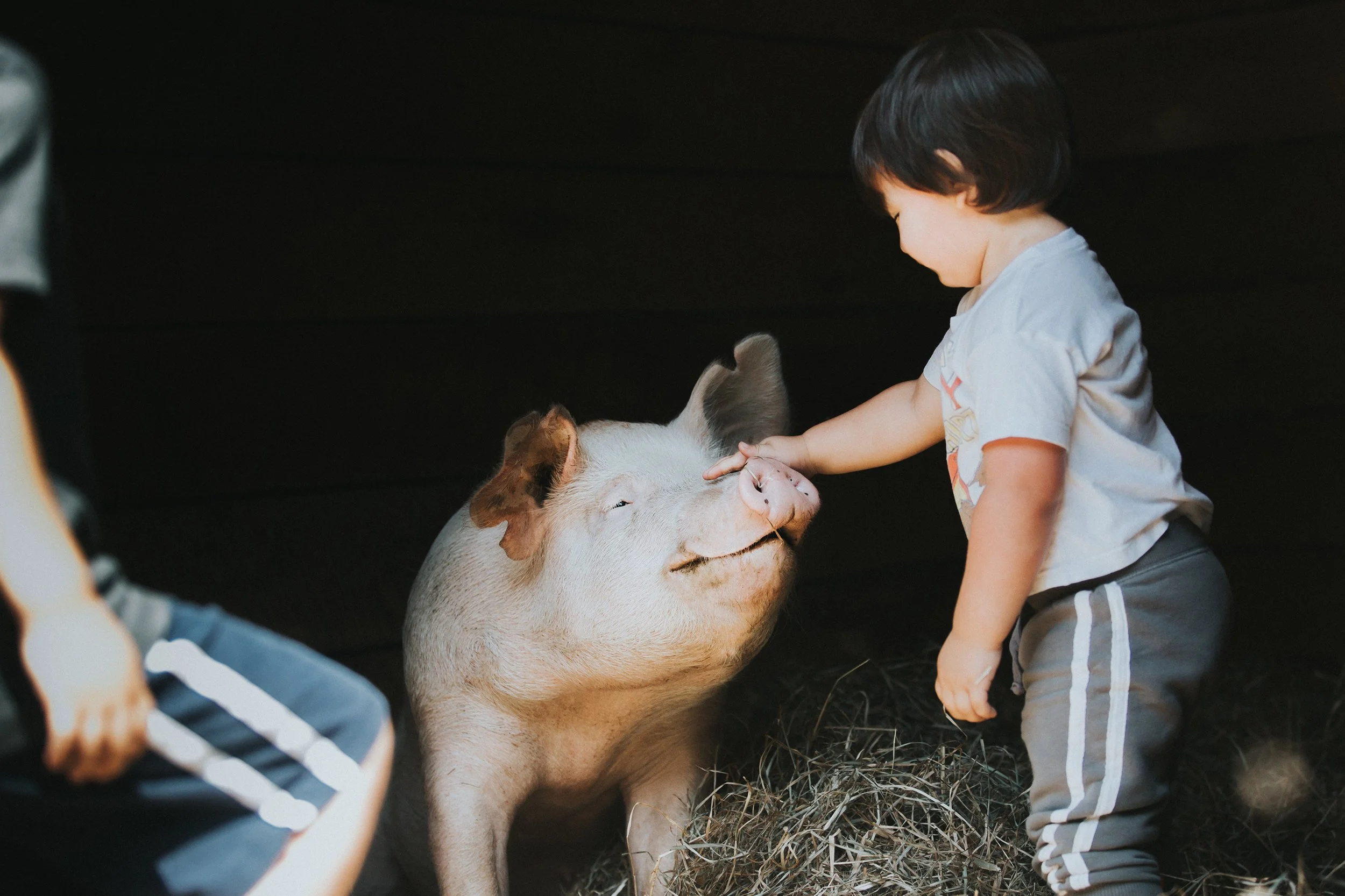 Surge Charity Application 2019 Update #1