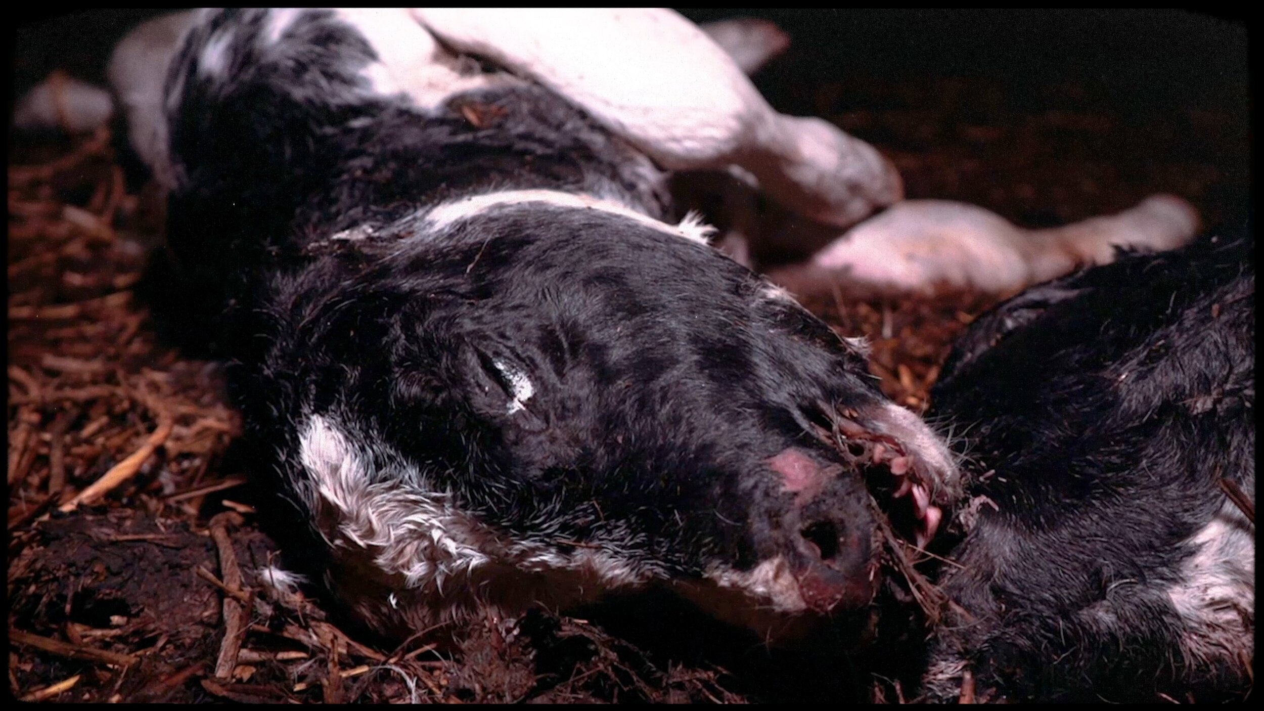 Dismantle Dairy Dead Calf 2.jpg