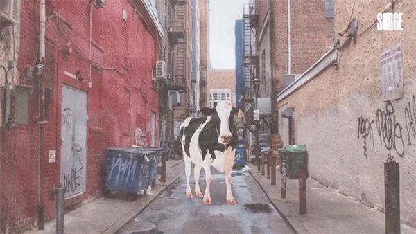When Animals Escape Slaughter