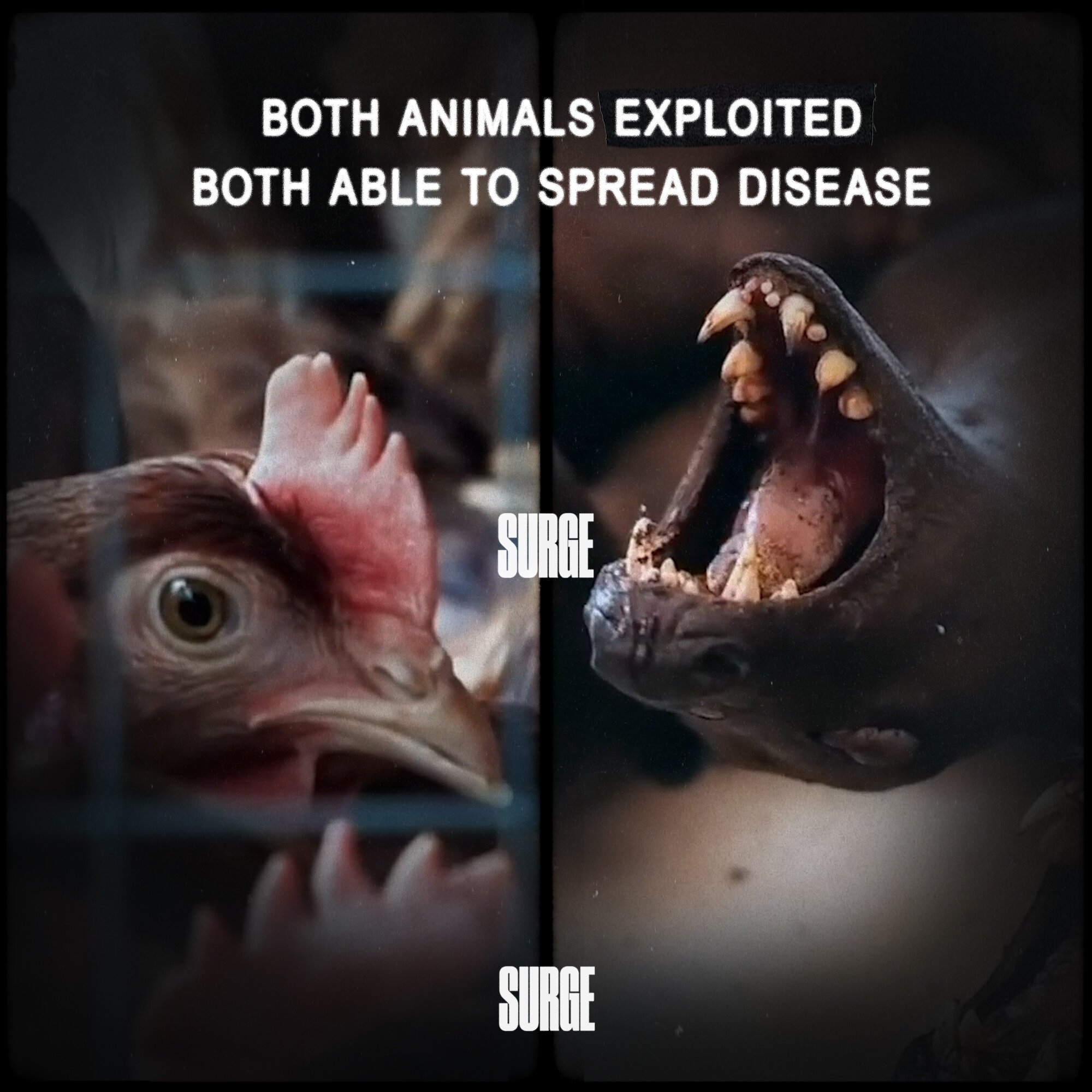 Zoonotic Disease Graphics 4.JPG