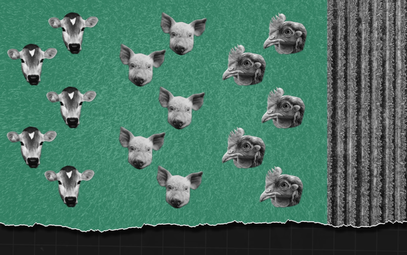 Why is animal agriculture bad for the environment?