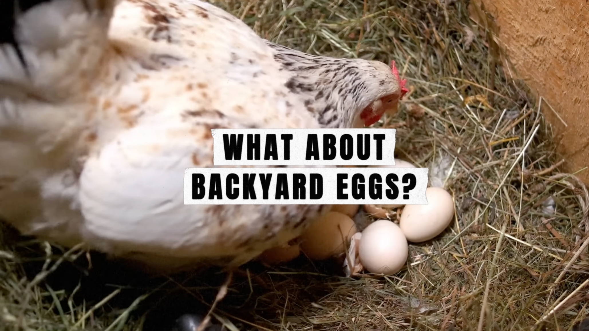 Why don’t vegans eat backyard eggs?
