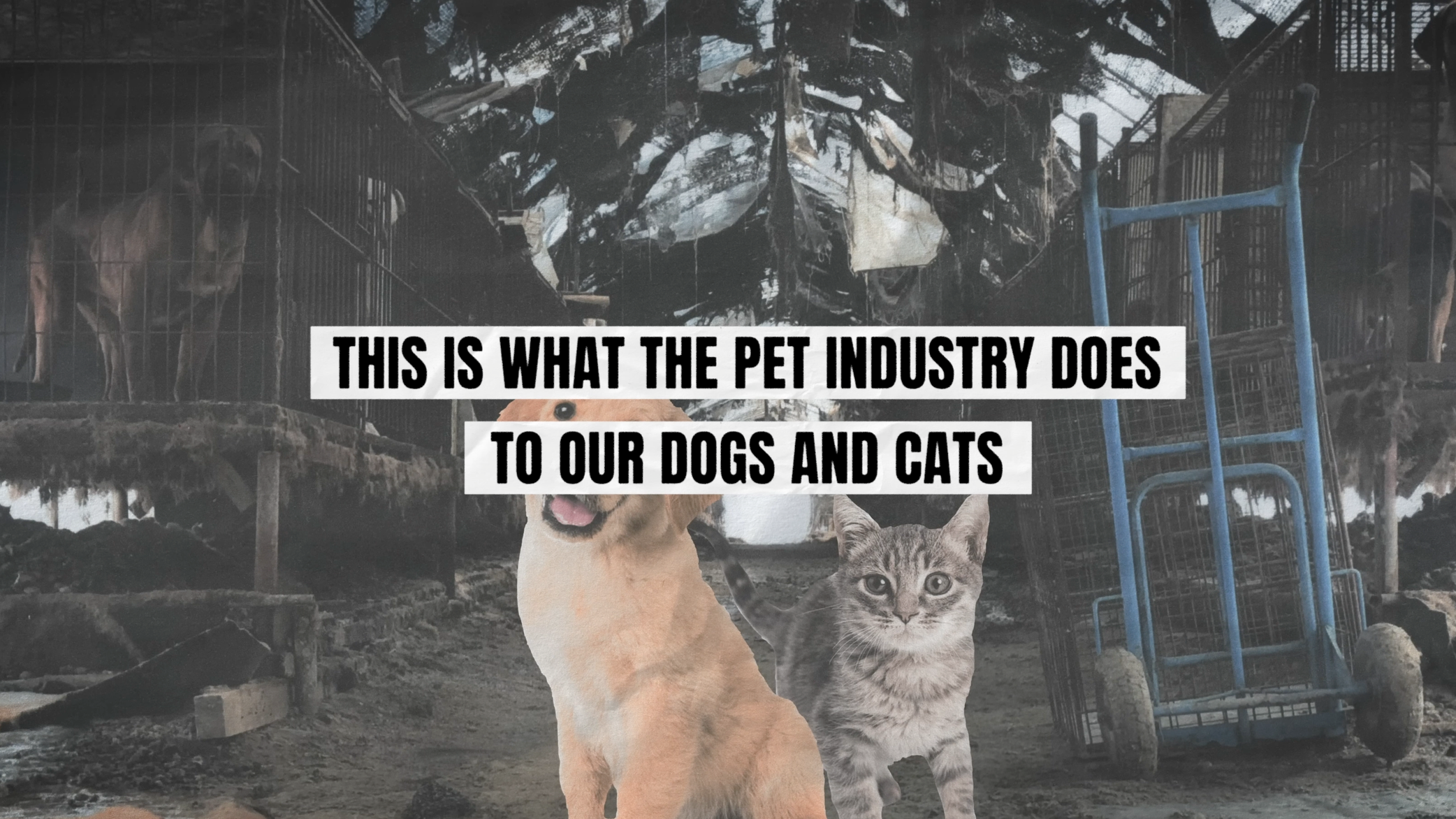 Why don't vegans buy pets?