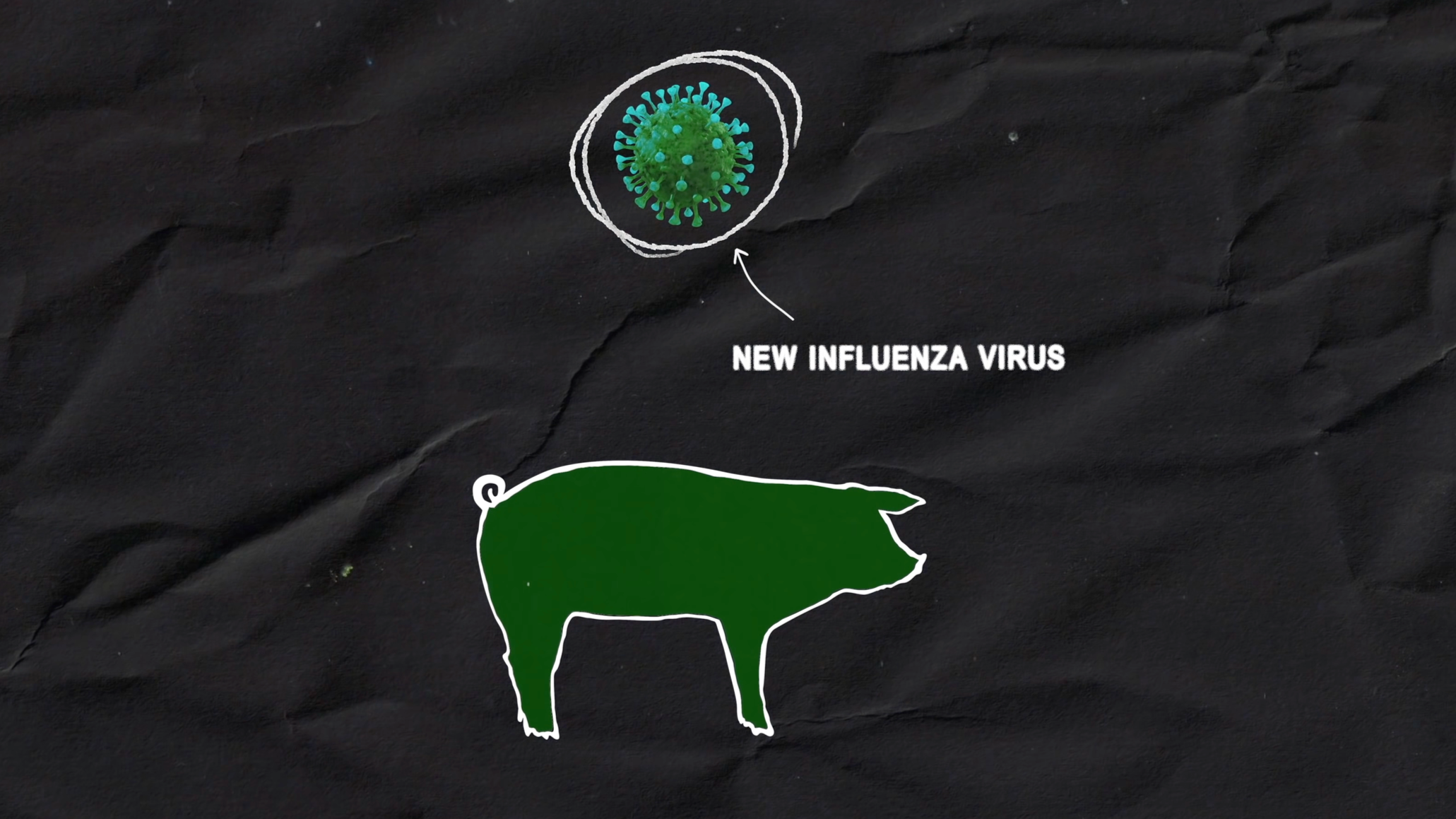 Swine flu, explained
