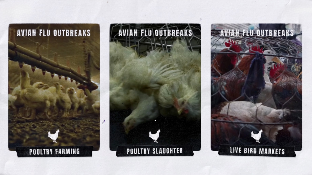 Bird flu, explained
