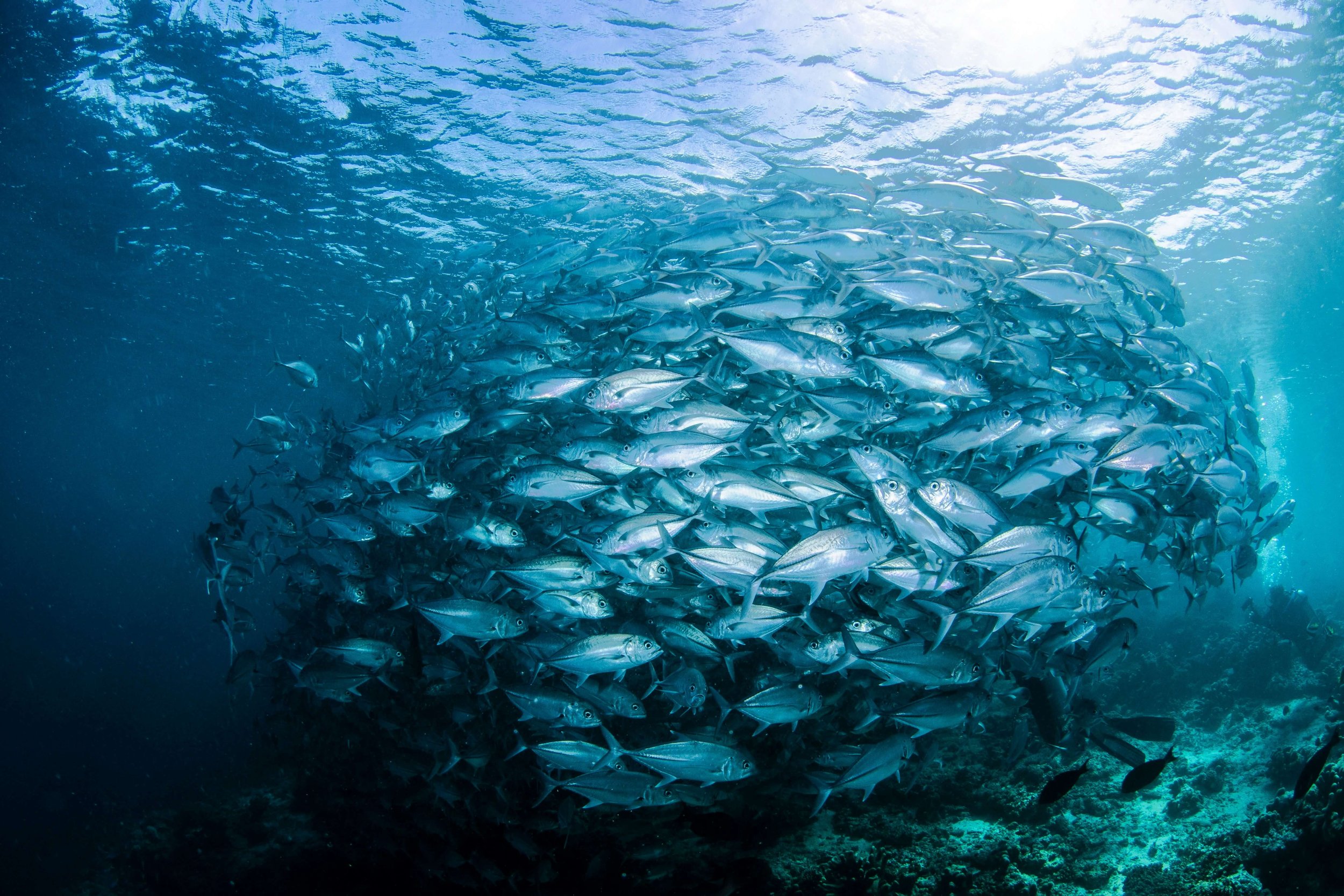 Why is it unethical to eat fish?