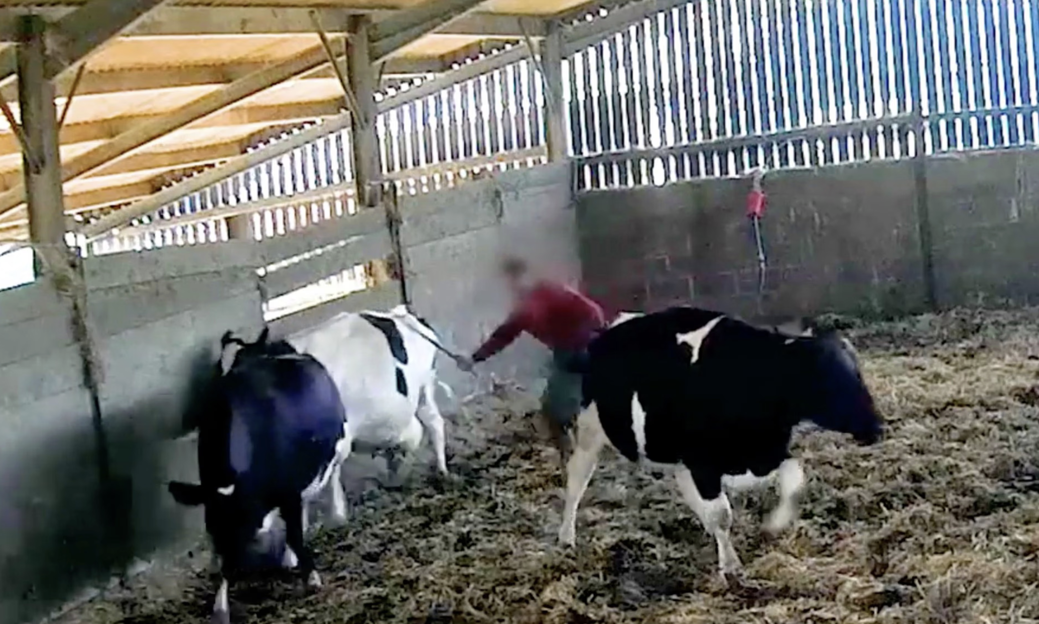 UK High Welfare Dairy Farming