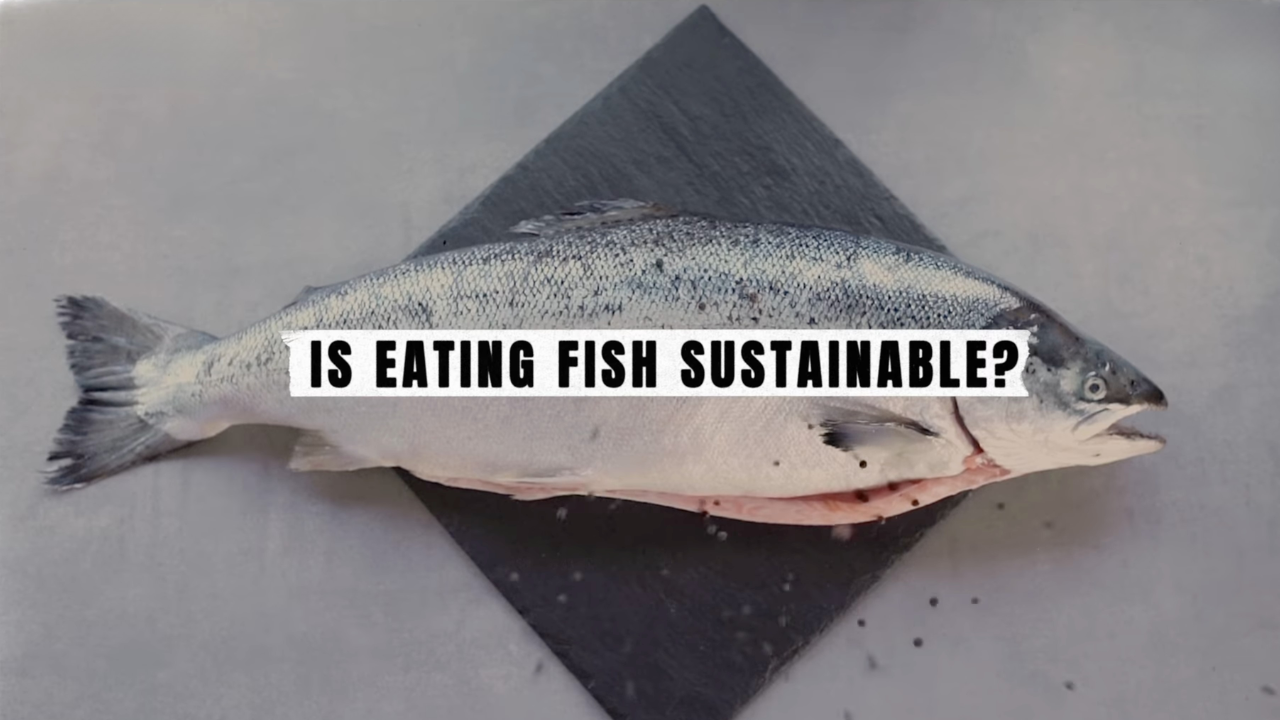 What eating fish does to the planet, explained