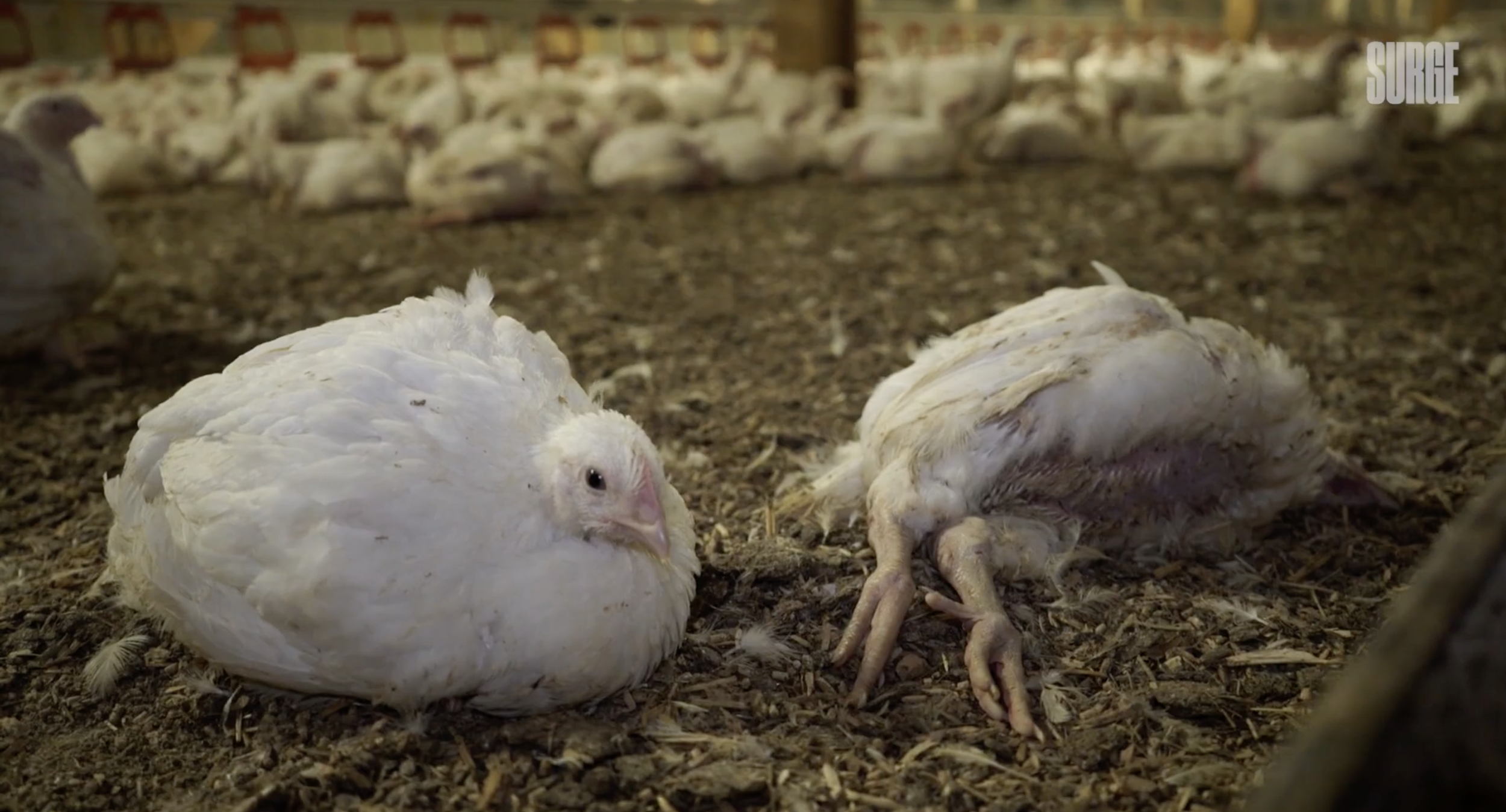 UK Chicken Farming