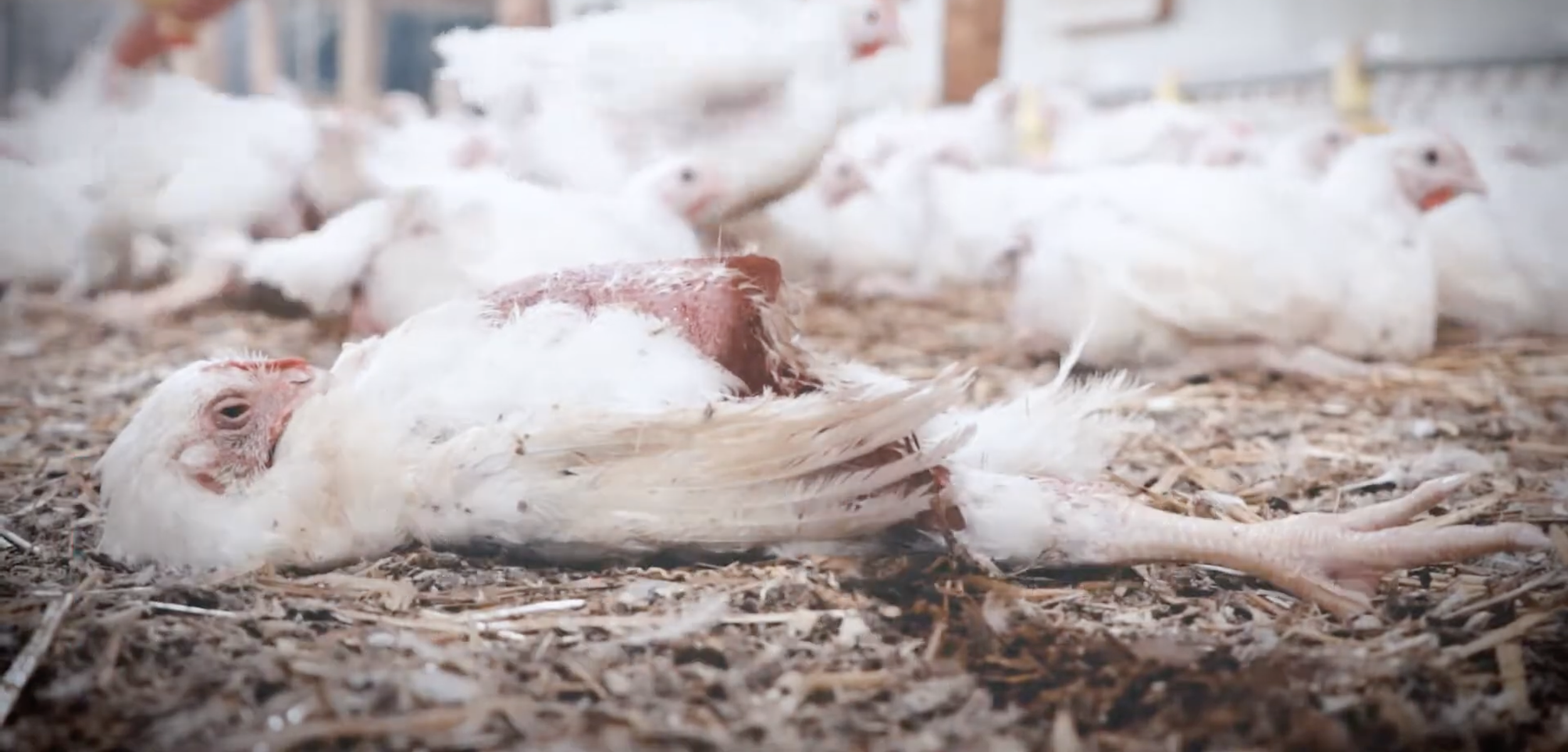 Marks & Spencer UK Chicken Farming 