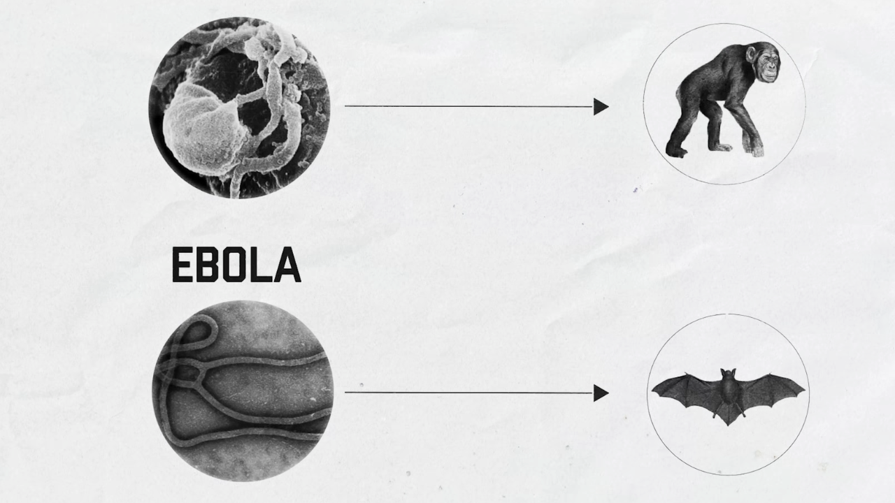 How animals start pandemics 