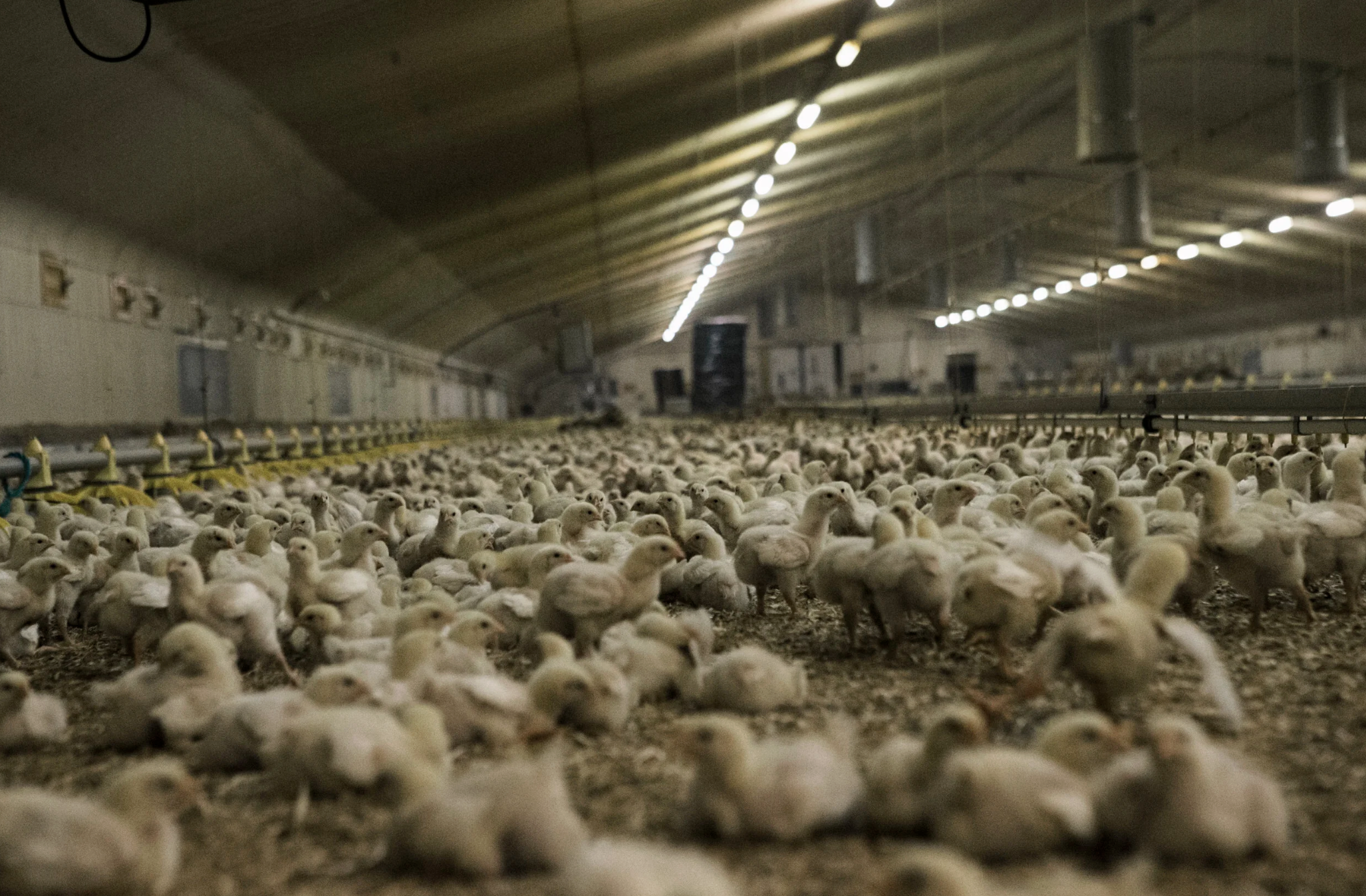 They Will Never Leave This Barn - UK Chicken Farming 