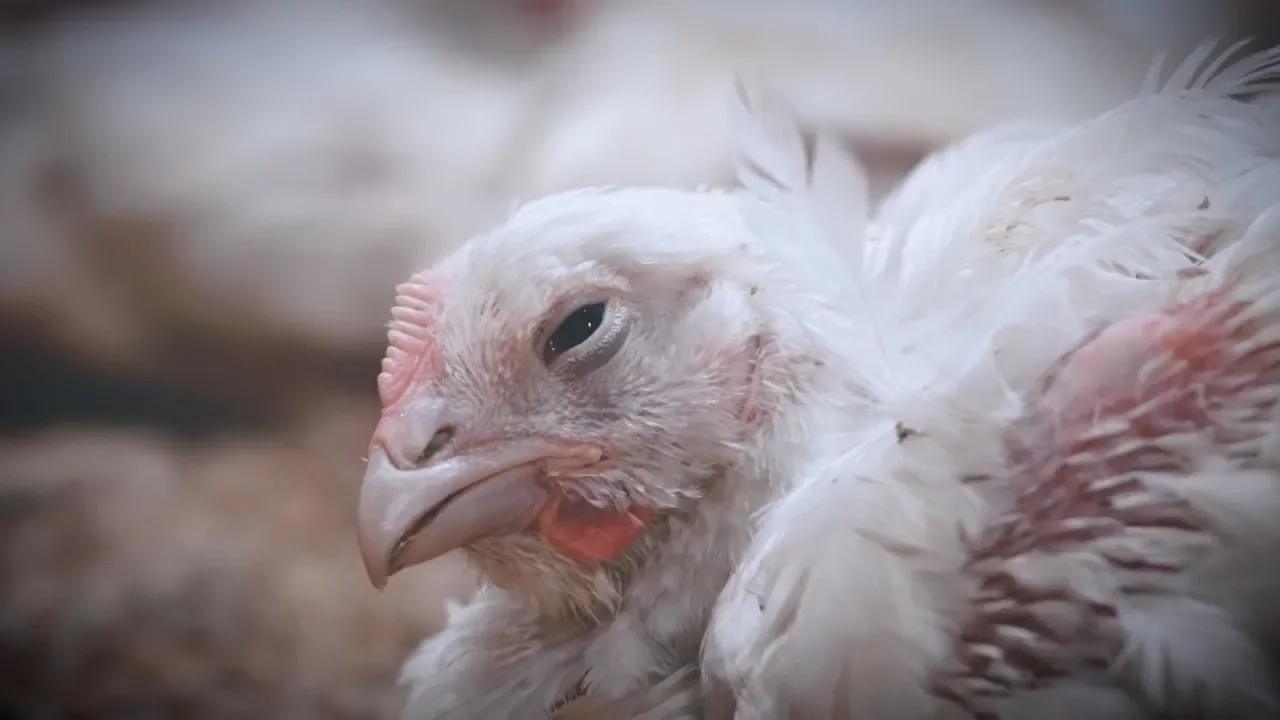 Chickens Left to Rot on the Floor of
Major UK Chicken Supplier
