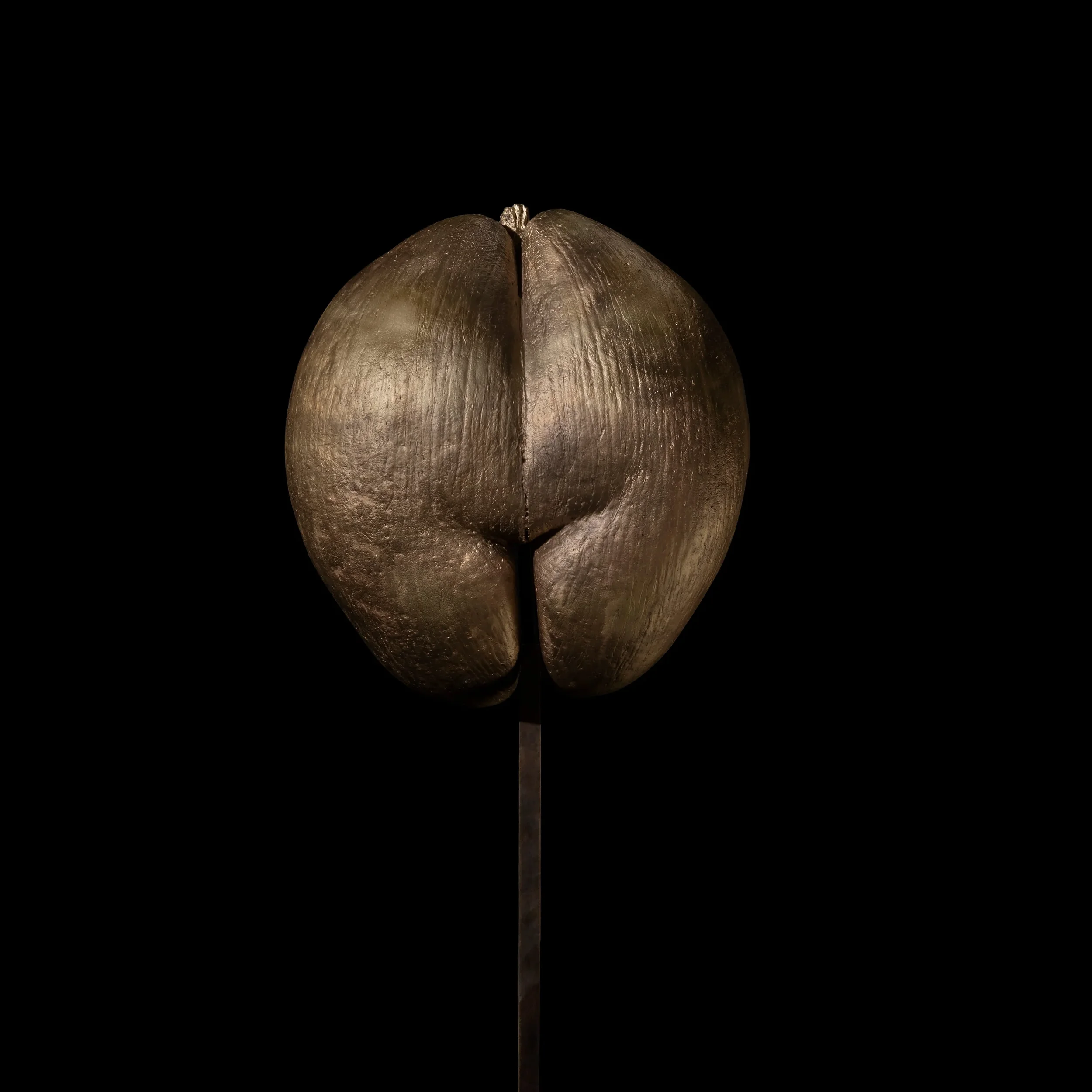 PINTO | LES INTERDITS | COCO DE MER