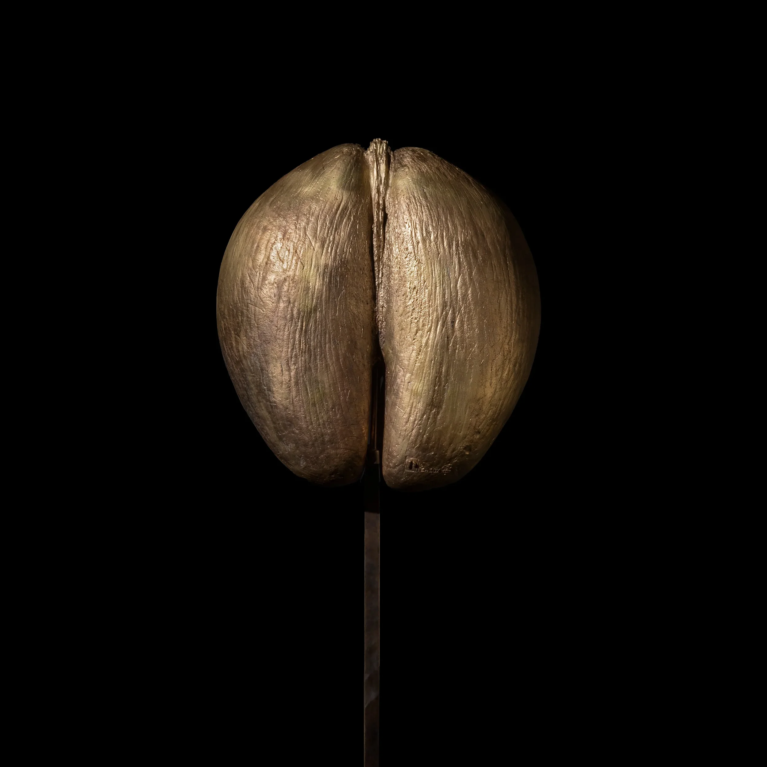 PINTO | LES INTERDITS | COCO DE MER