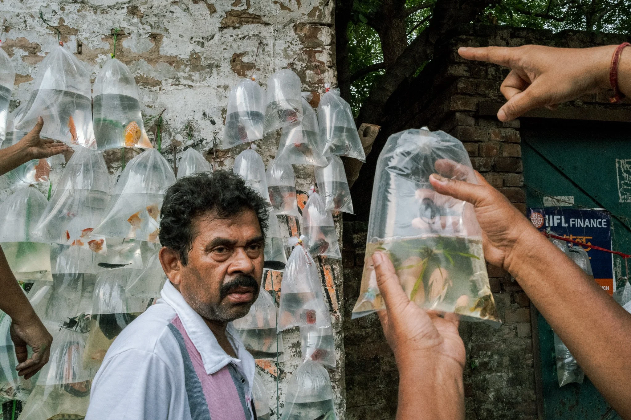 Kolkata Pet Market. Men shopping for fish. 