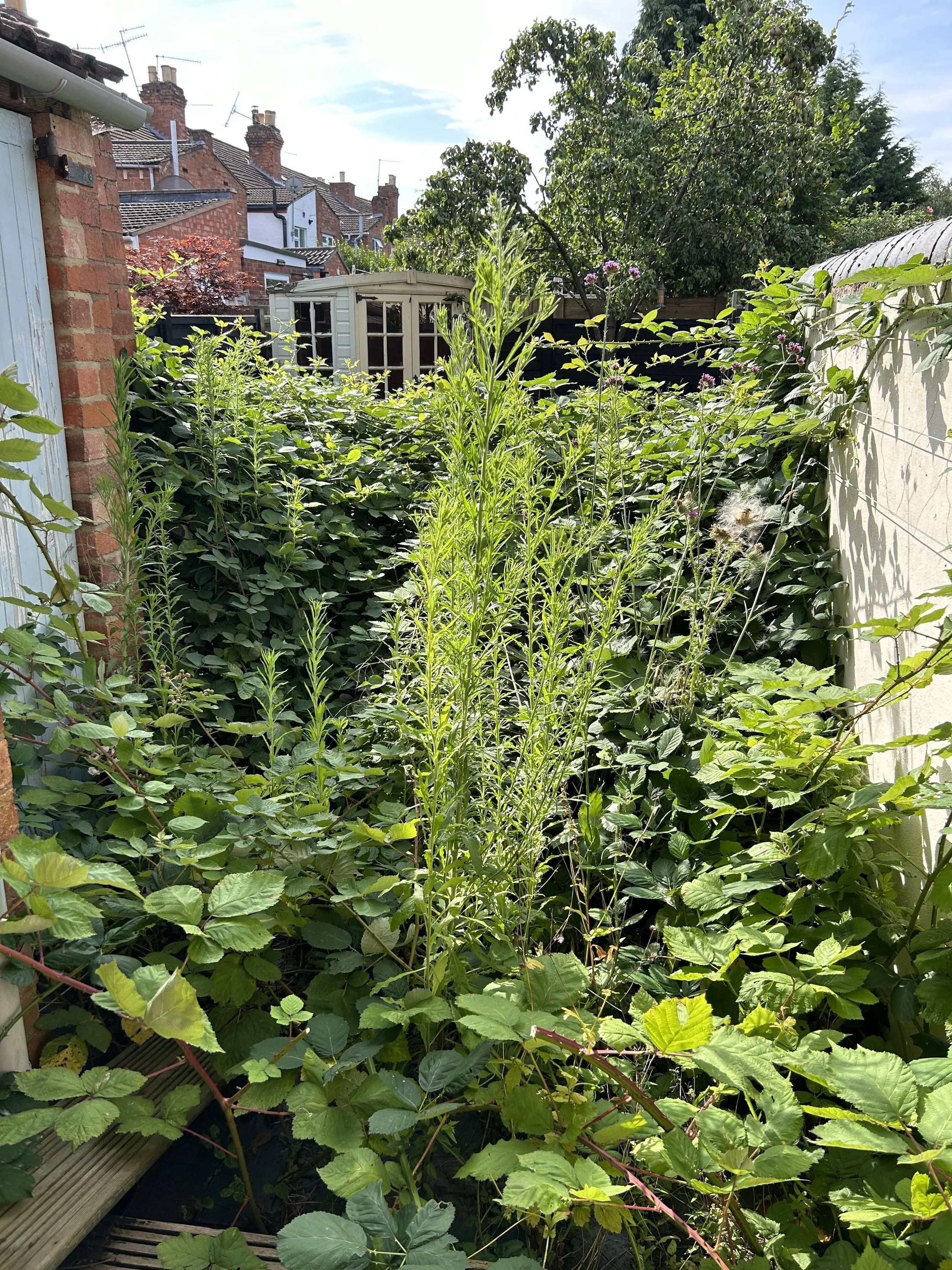 Garden Clearance