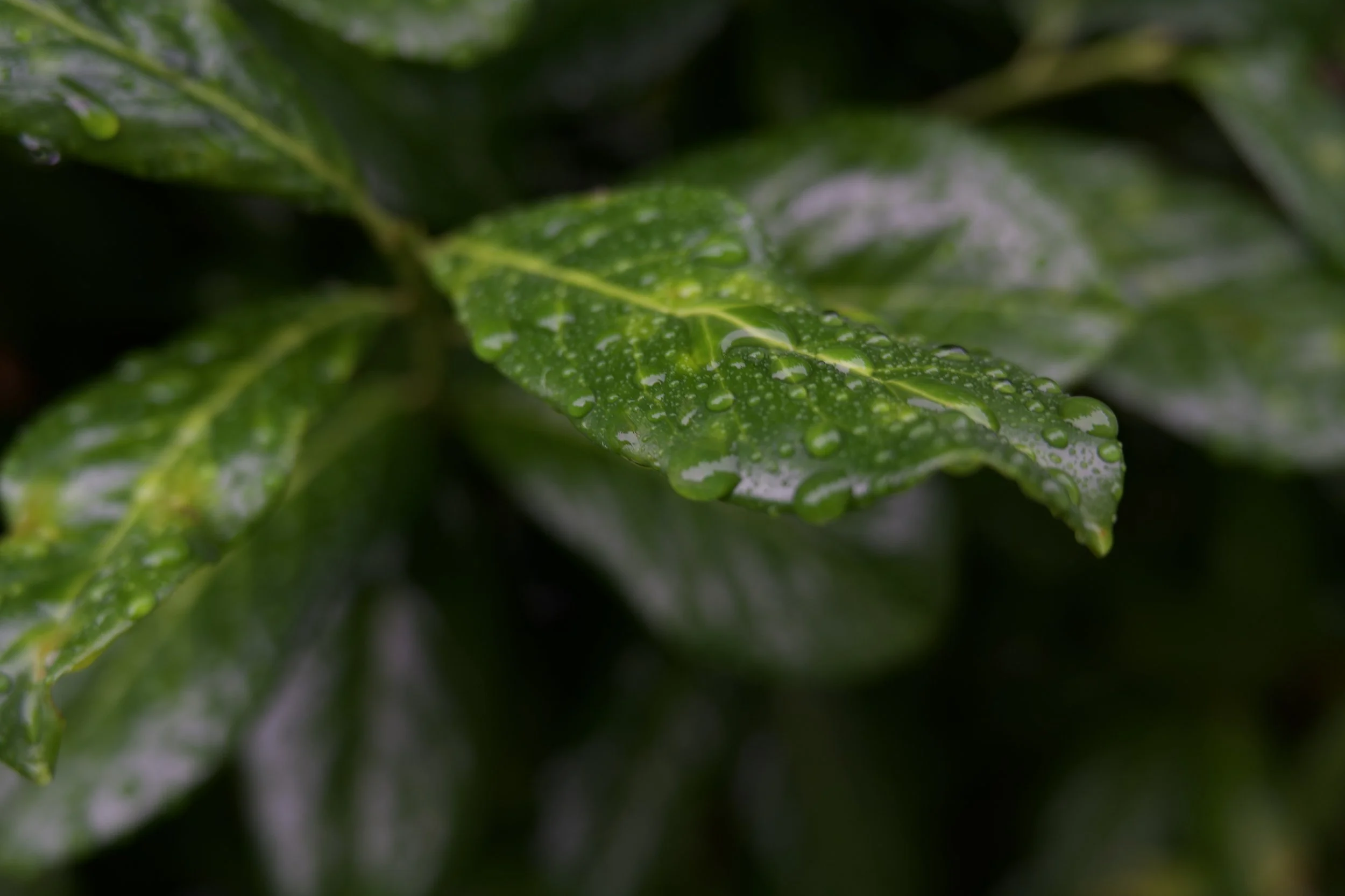 Your Guide To Winter Planting and Why It’s Worth It!&nbsp;