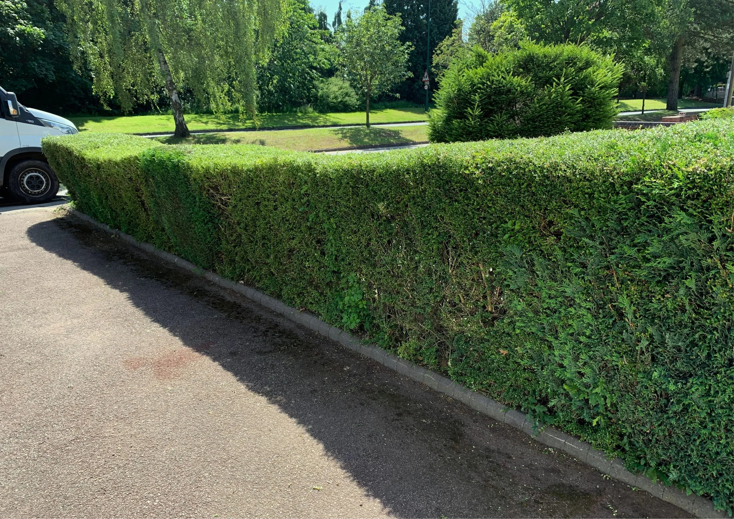 Pruning | Bushes & Hedges