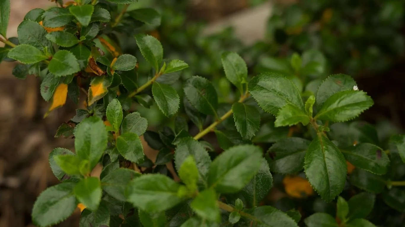 Gardening advice and guidance